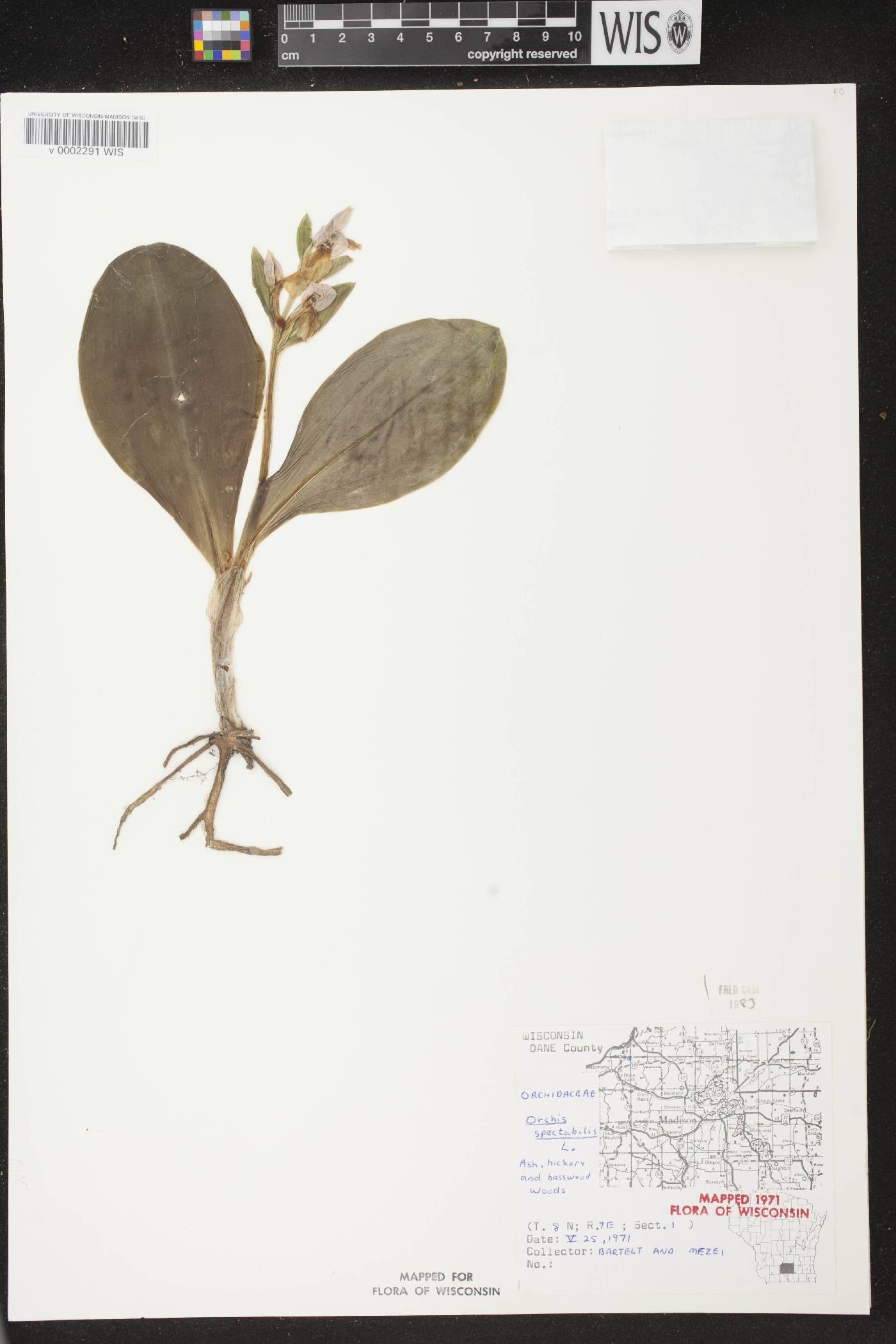 Galearis spectabilis image