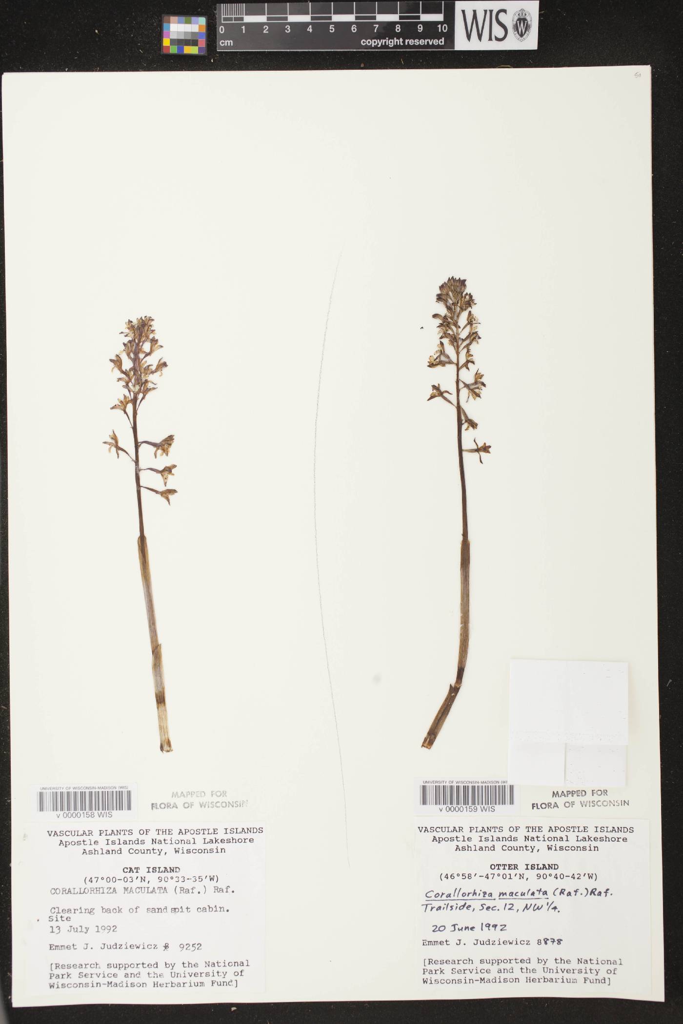 Corallorhiza maculata image
