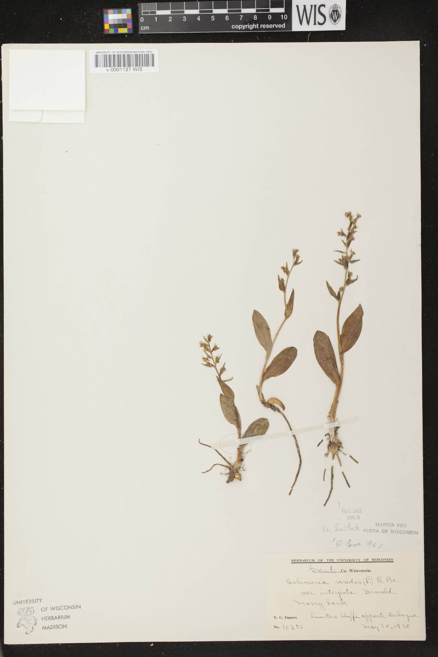 Coeloglossum viride var. virescens image