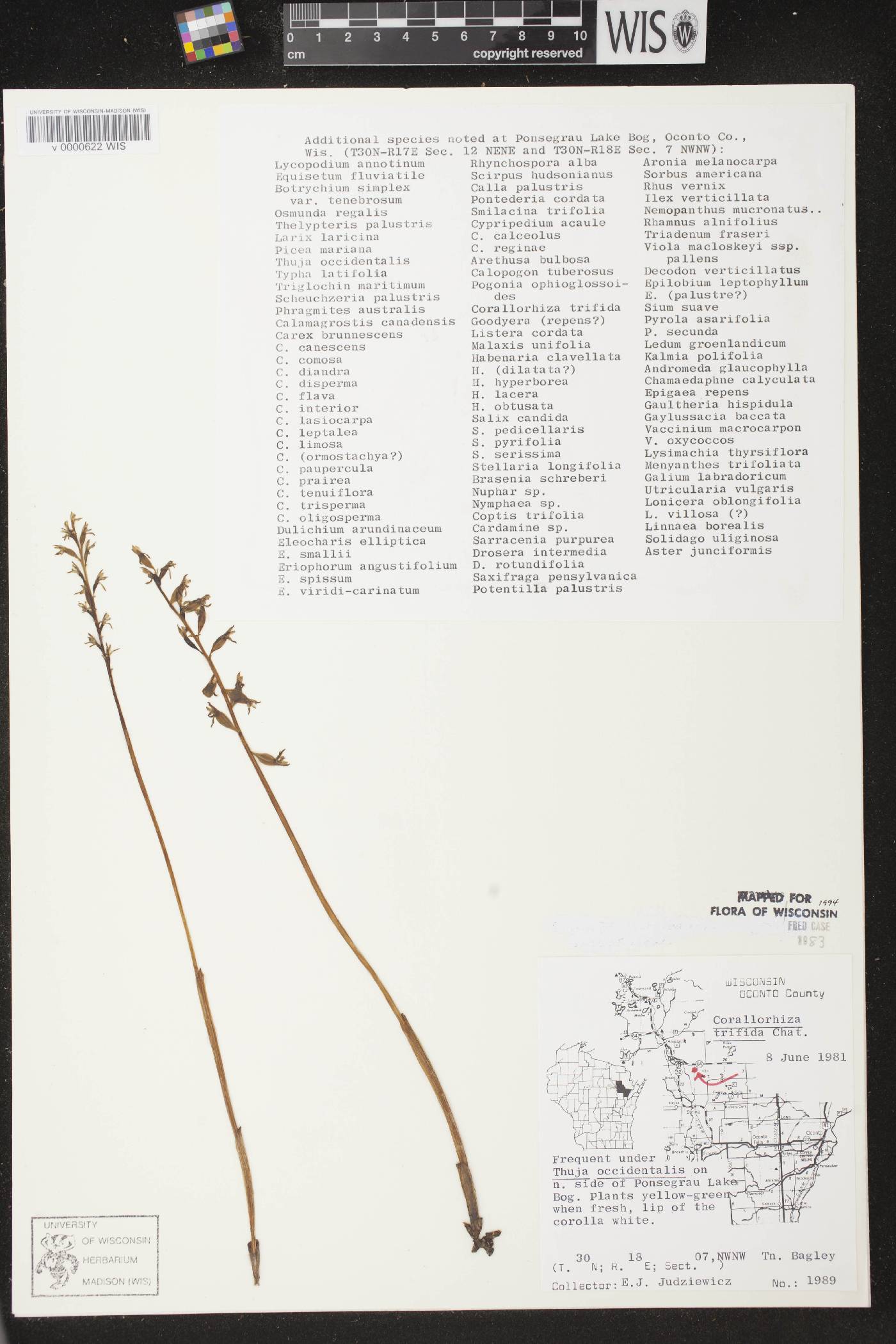 Corallorhiza trifida image