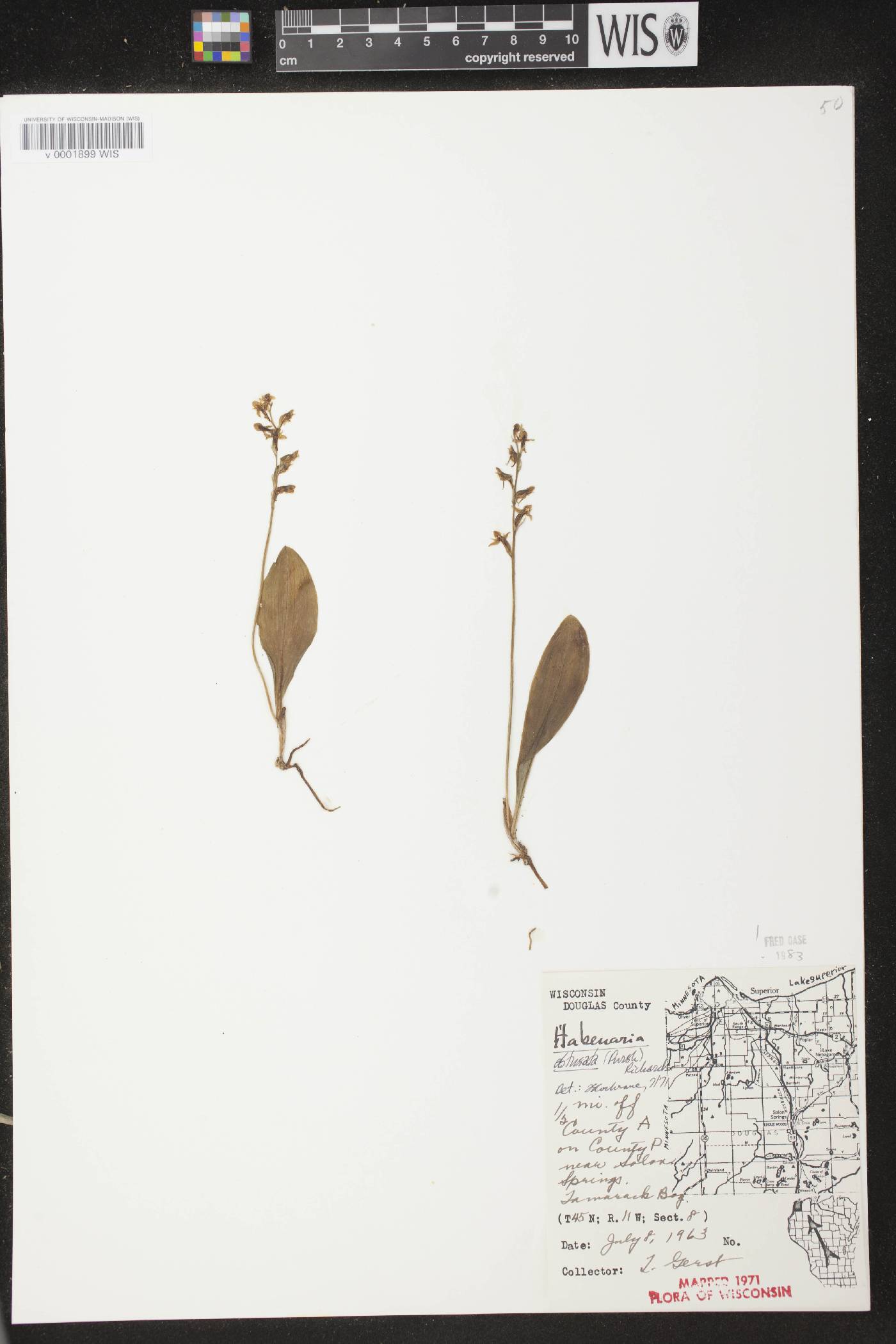 Platanthera obtusata image