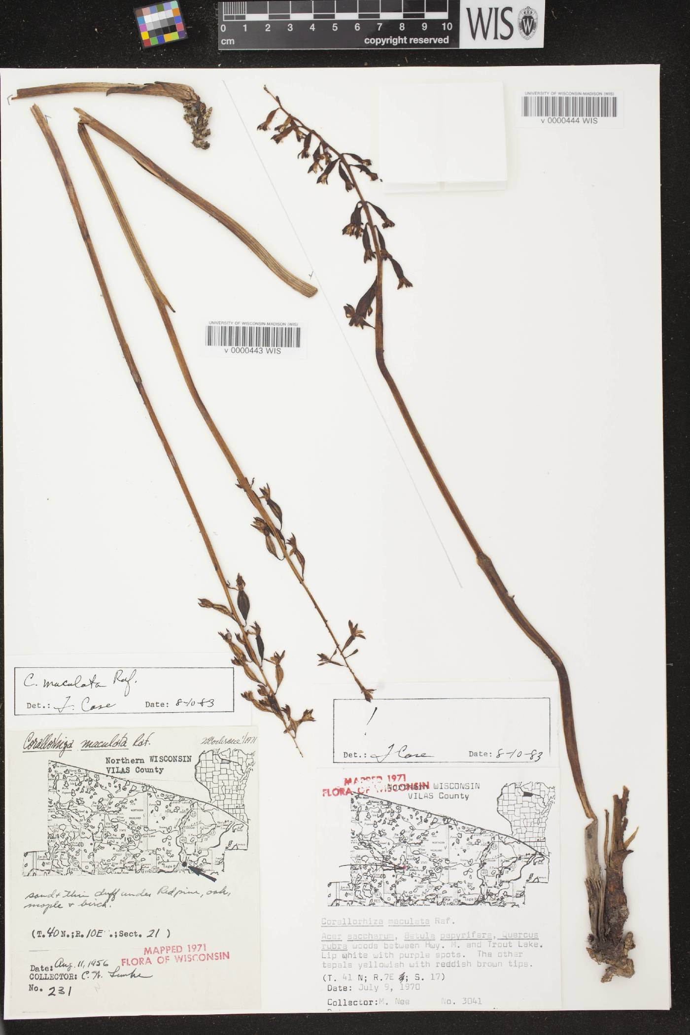 Corallorhiza maculata image