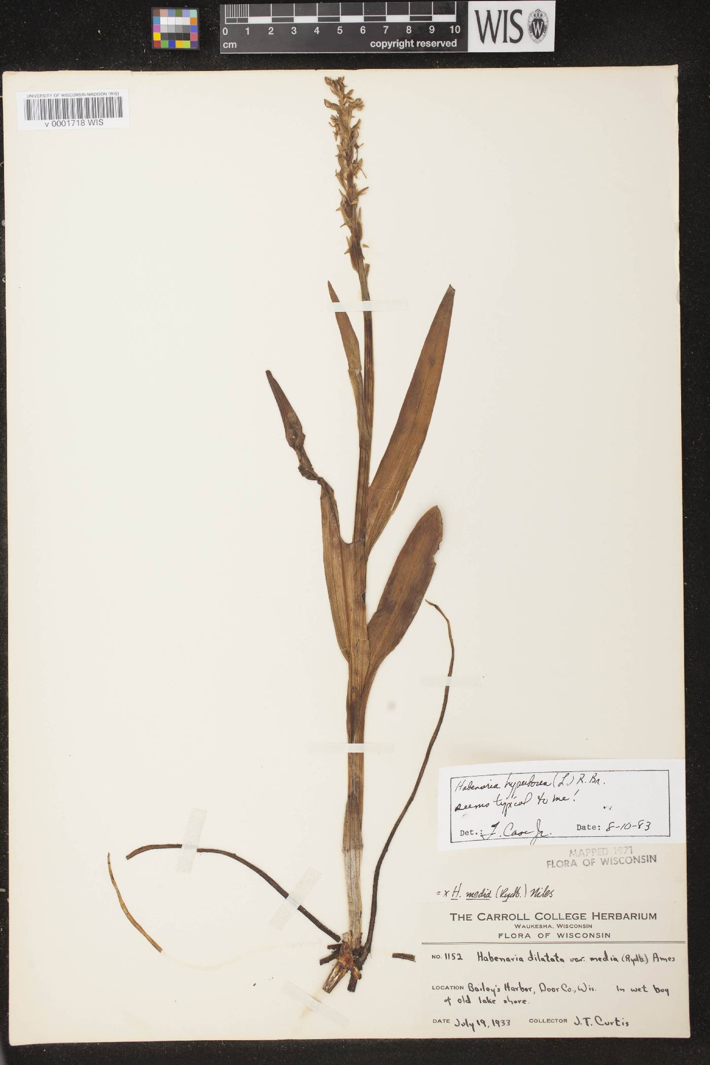 Platanthera huronensis image