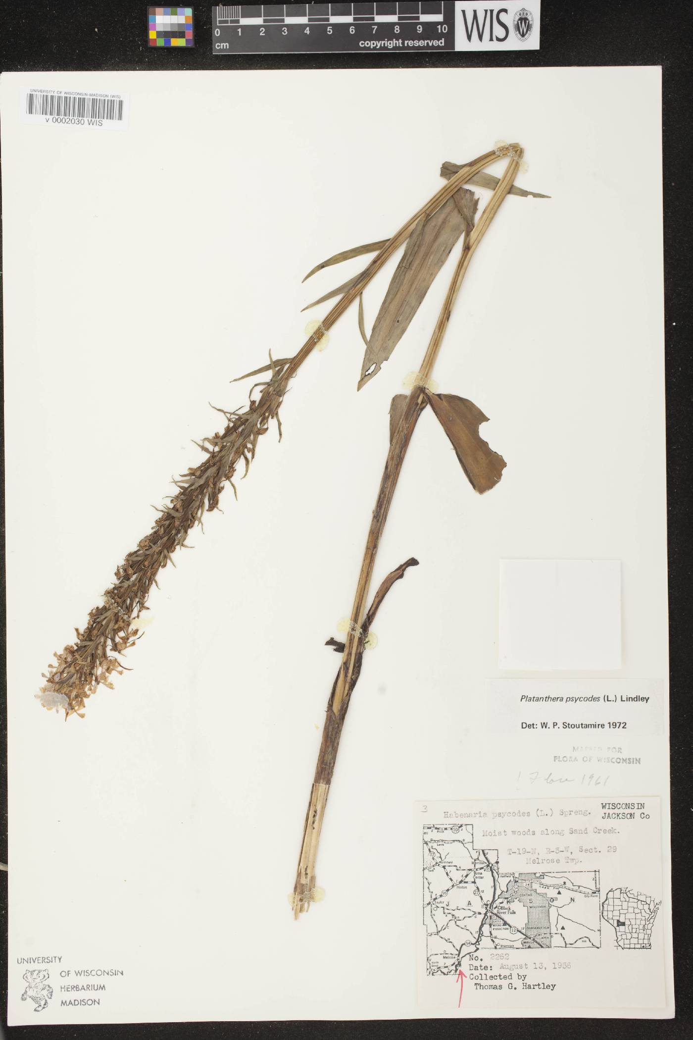 Platanthera psycodes image