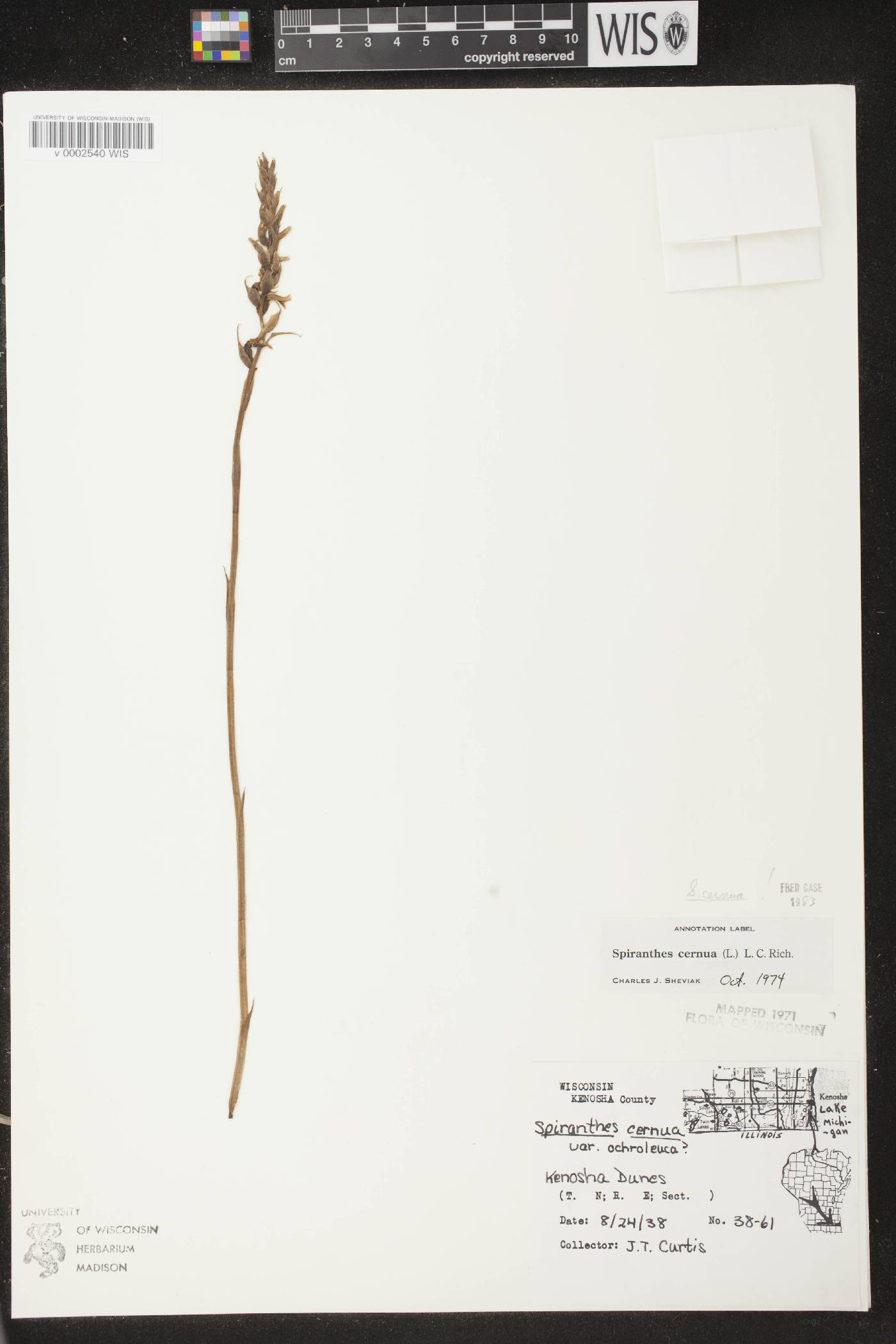 Spiranthes cernua image