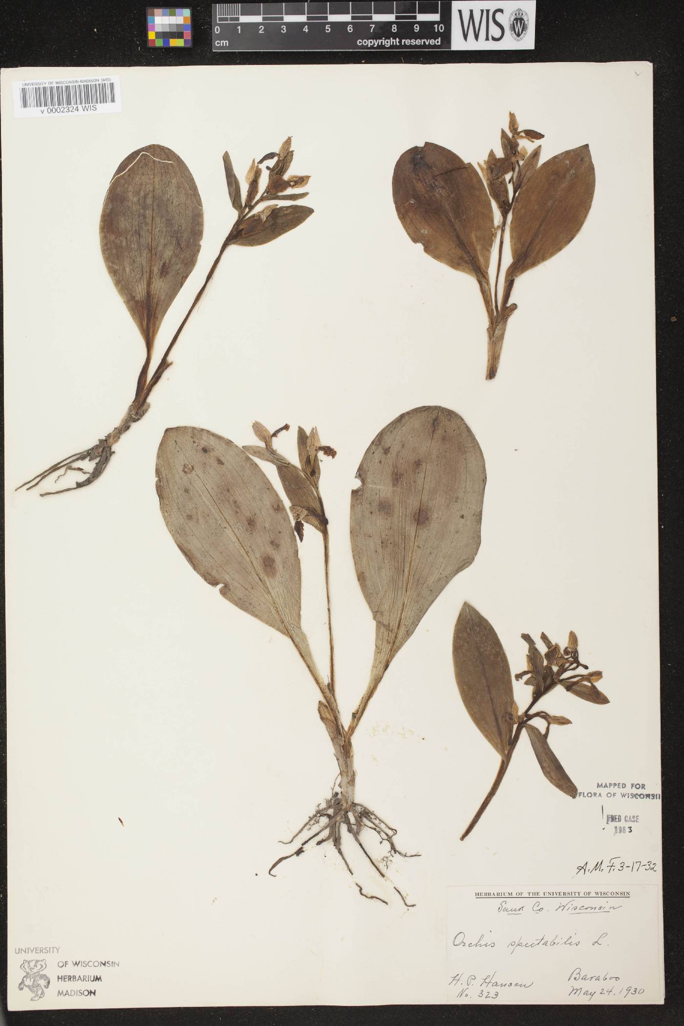 Galearis spectabilis image