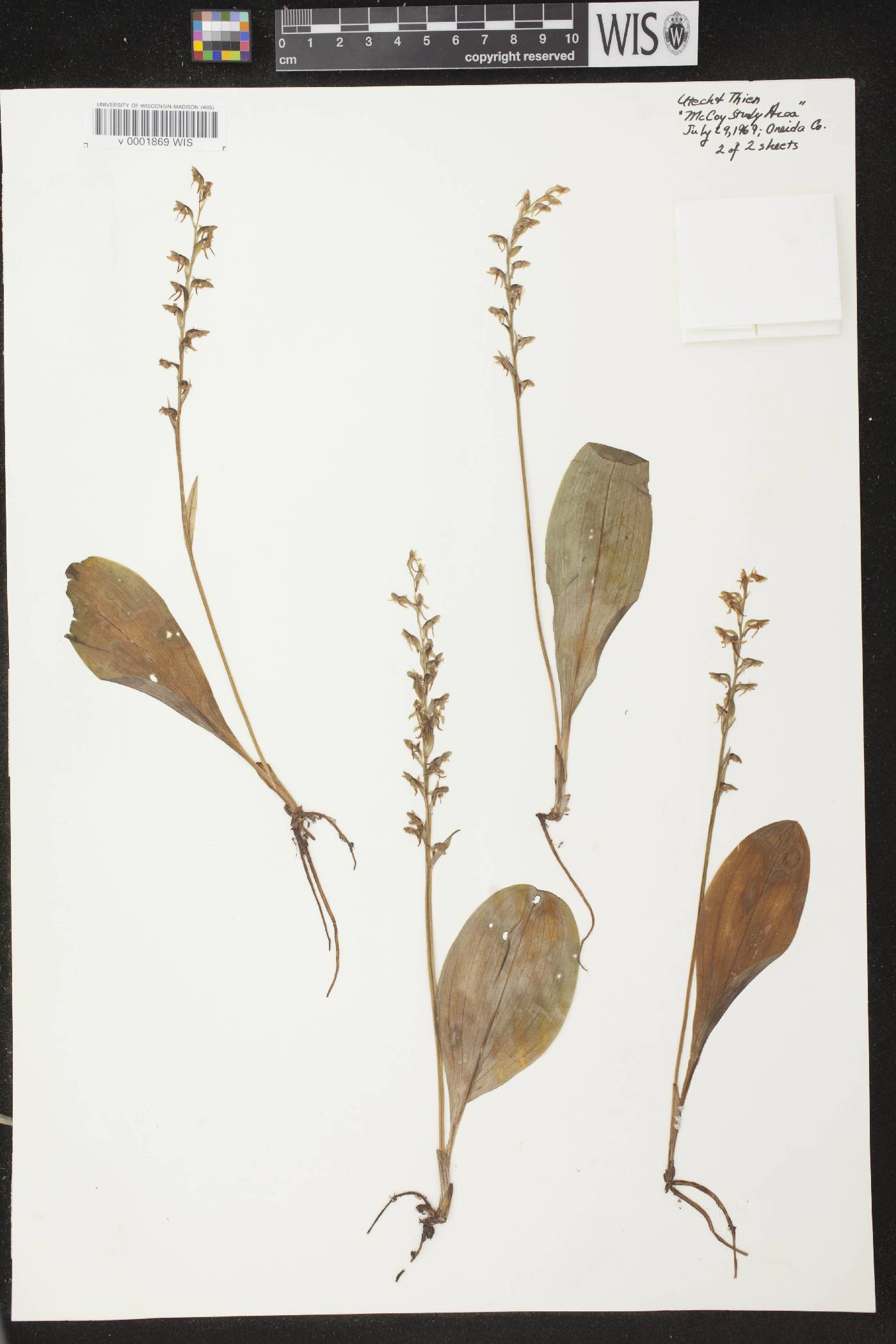 Platanthera obtusata image