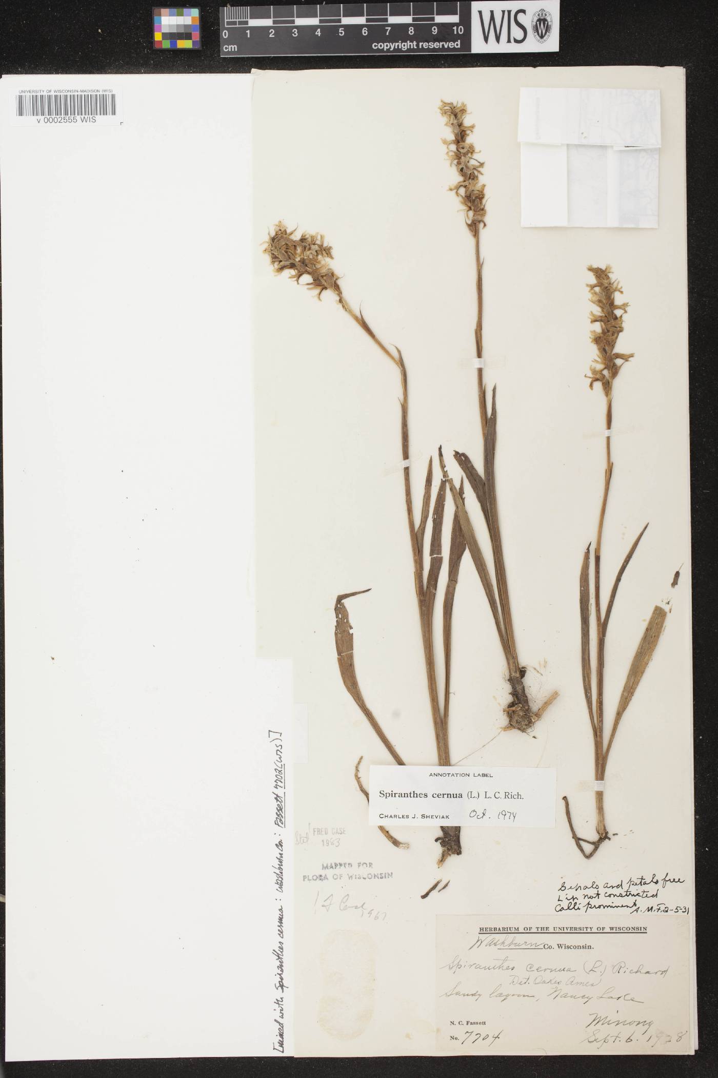 Spiranthes cernua image