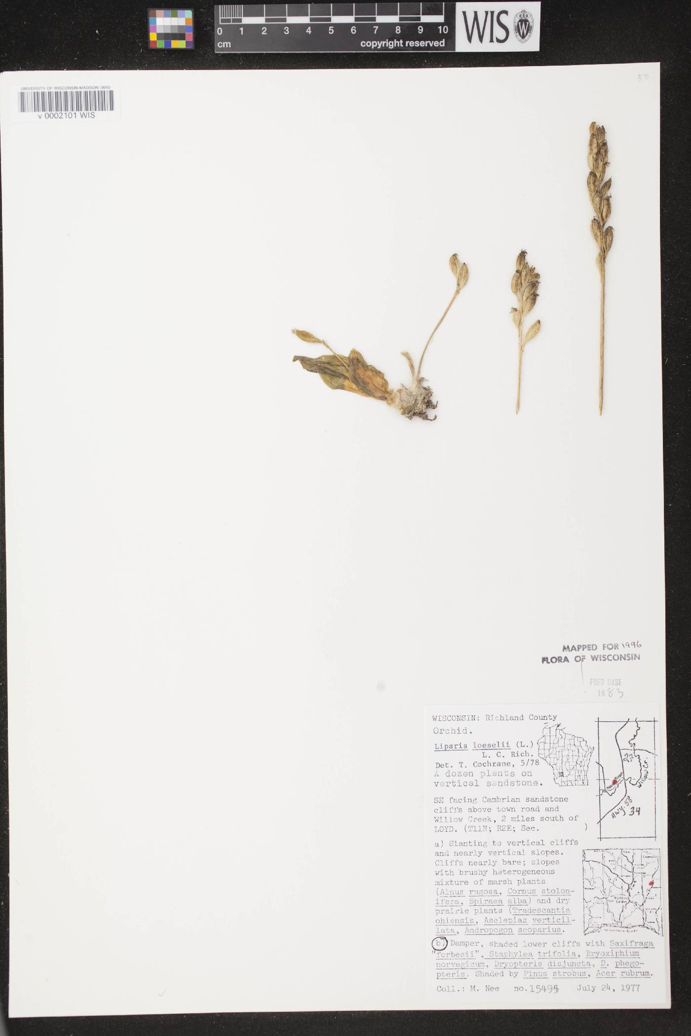 Liparis loeselii image