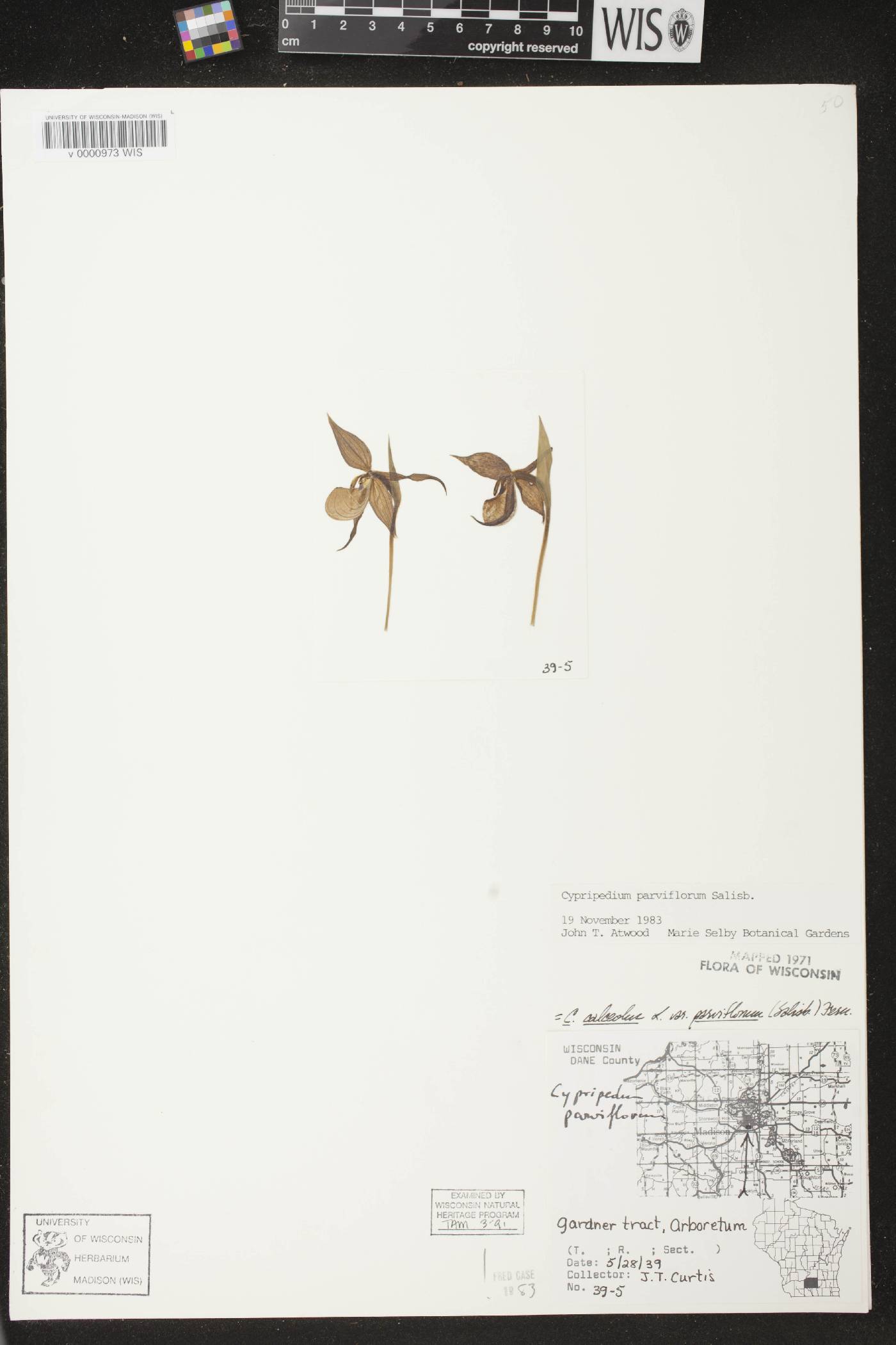 Cypripedium parviflorum var. makasin image