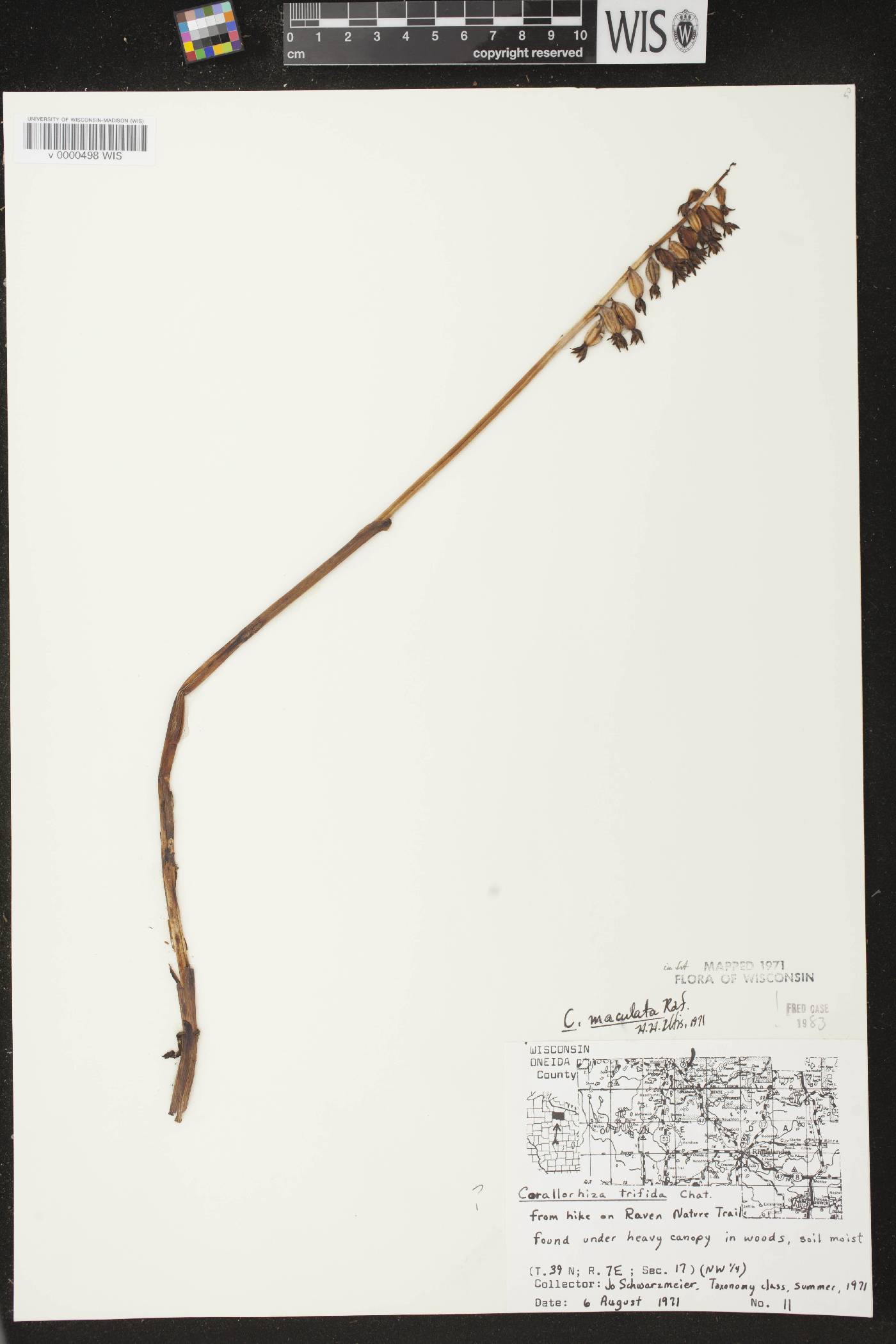 Corallorhiza maculata image