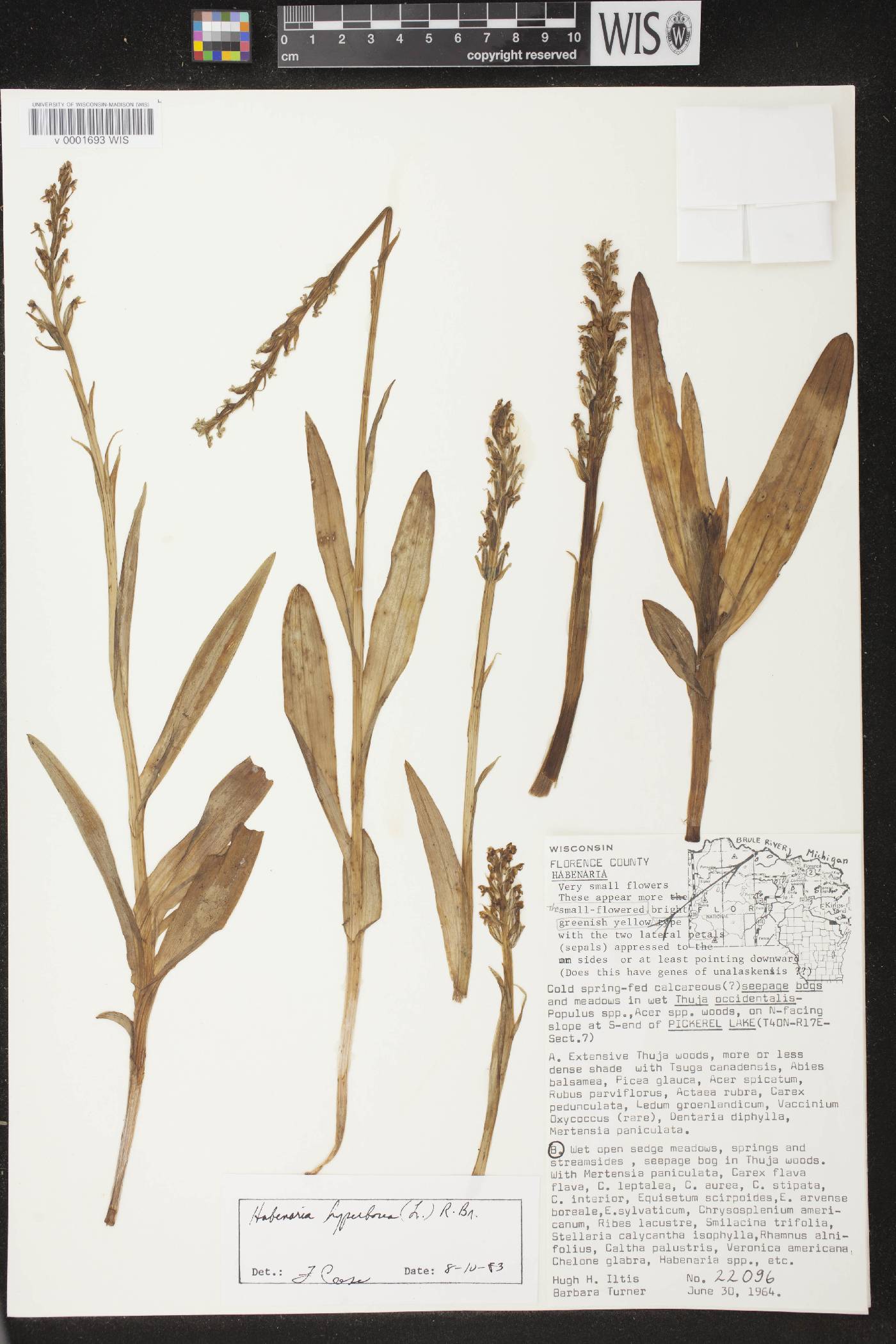 Platanthera huronensis image