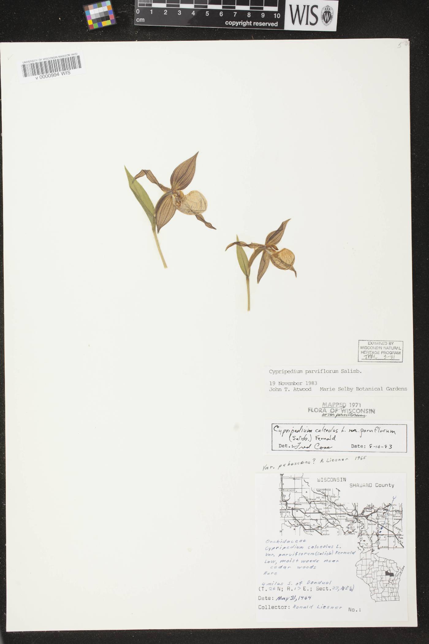 Cypripedium parviflorum image