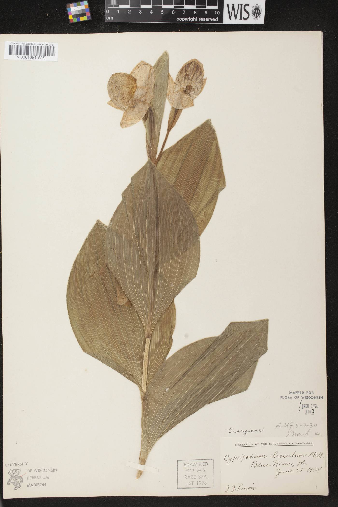 Cypripedium reginae image