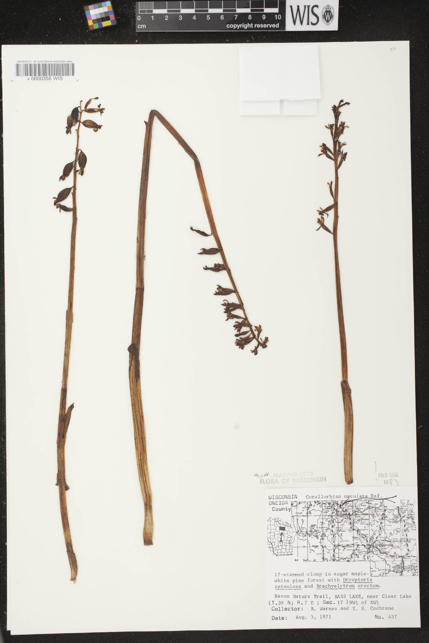 Corallorhiza maculata image
