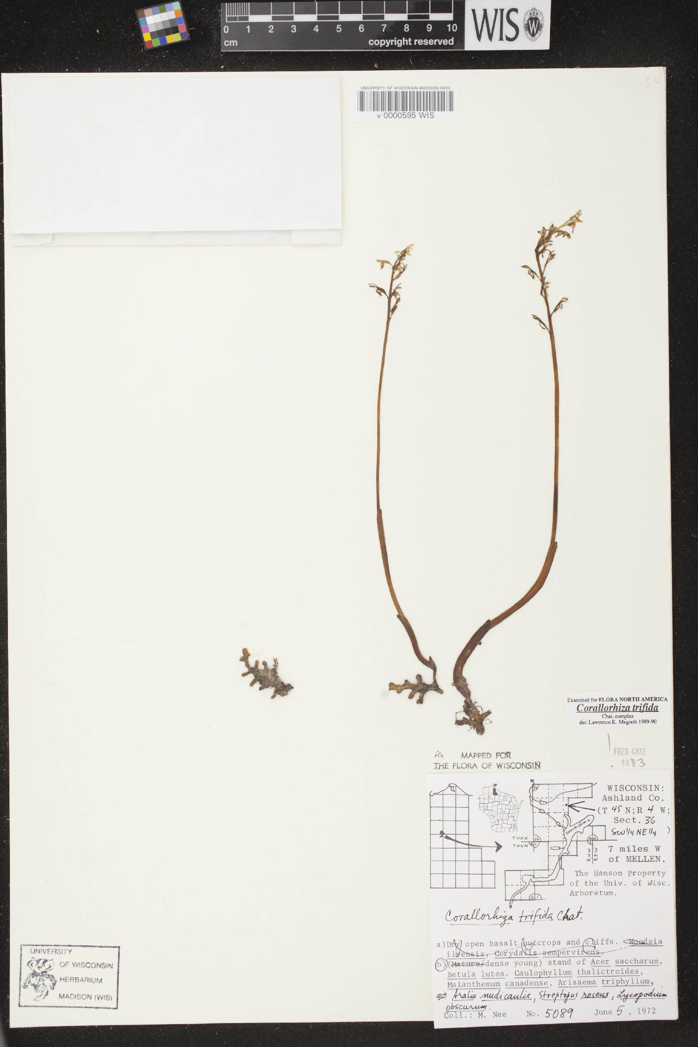 Corallorhiza trifida image
