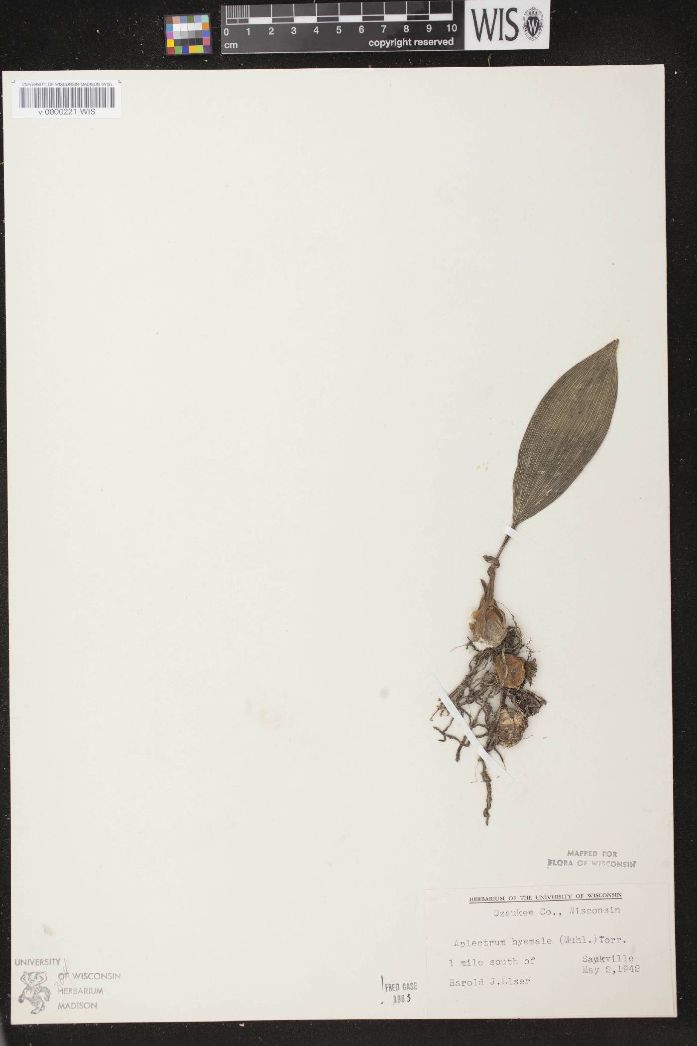 Aplectrum hyemale image