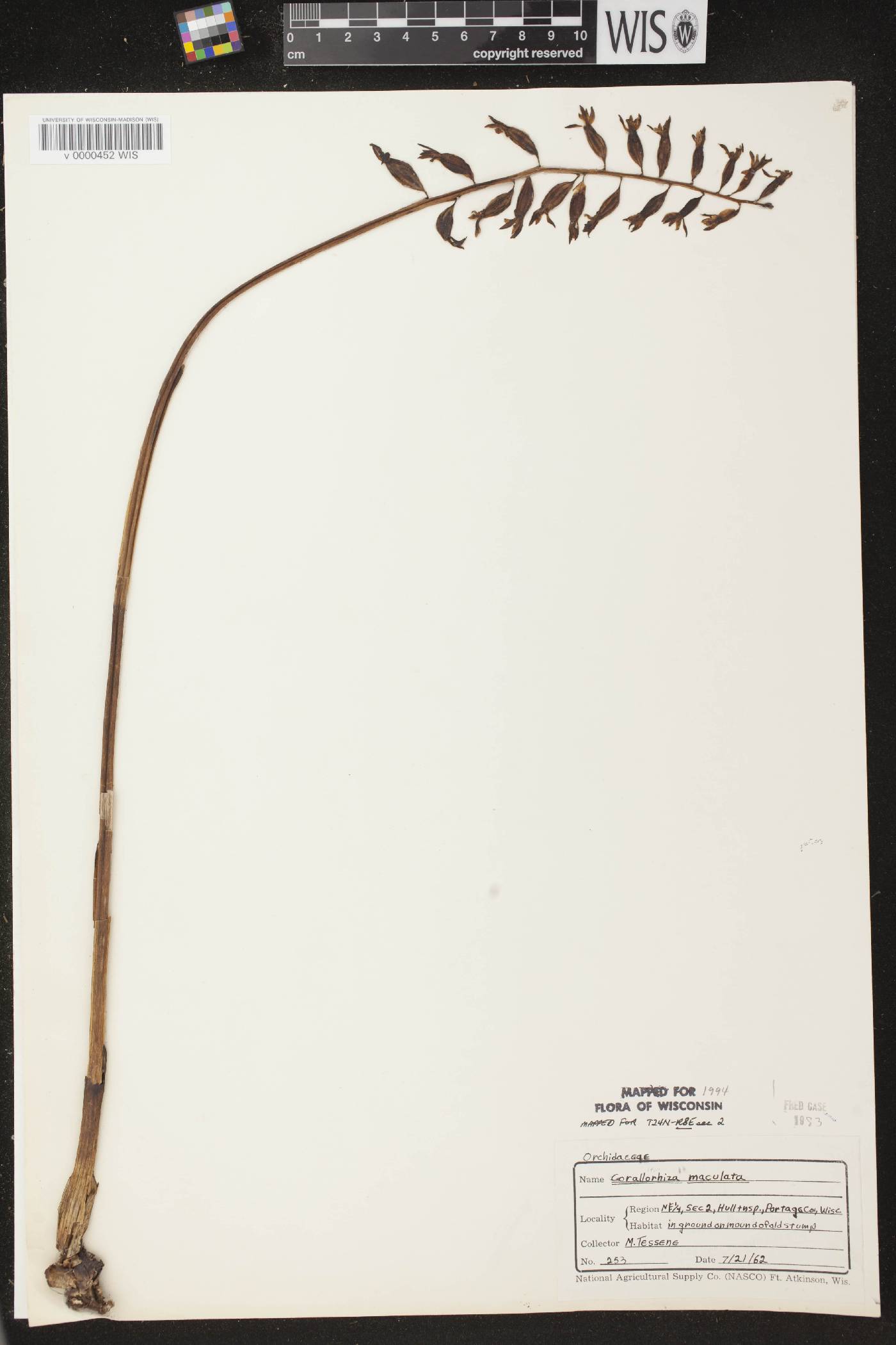 Corallorhiza maculata image