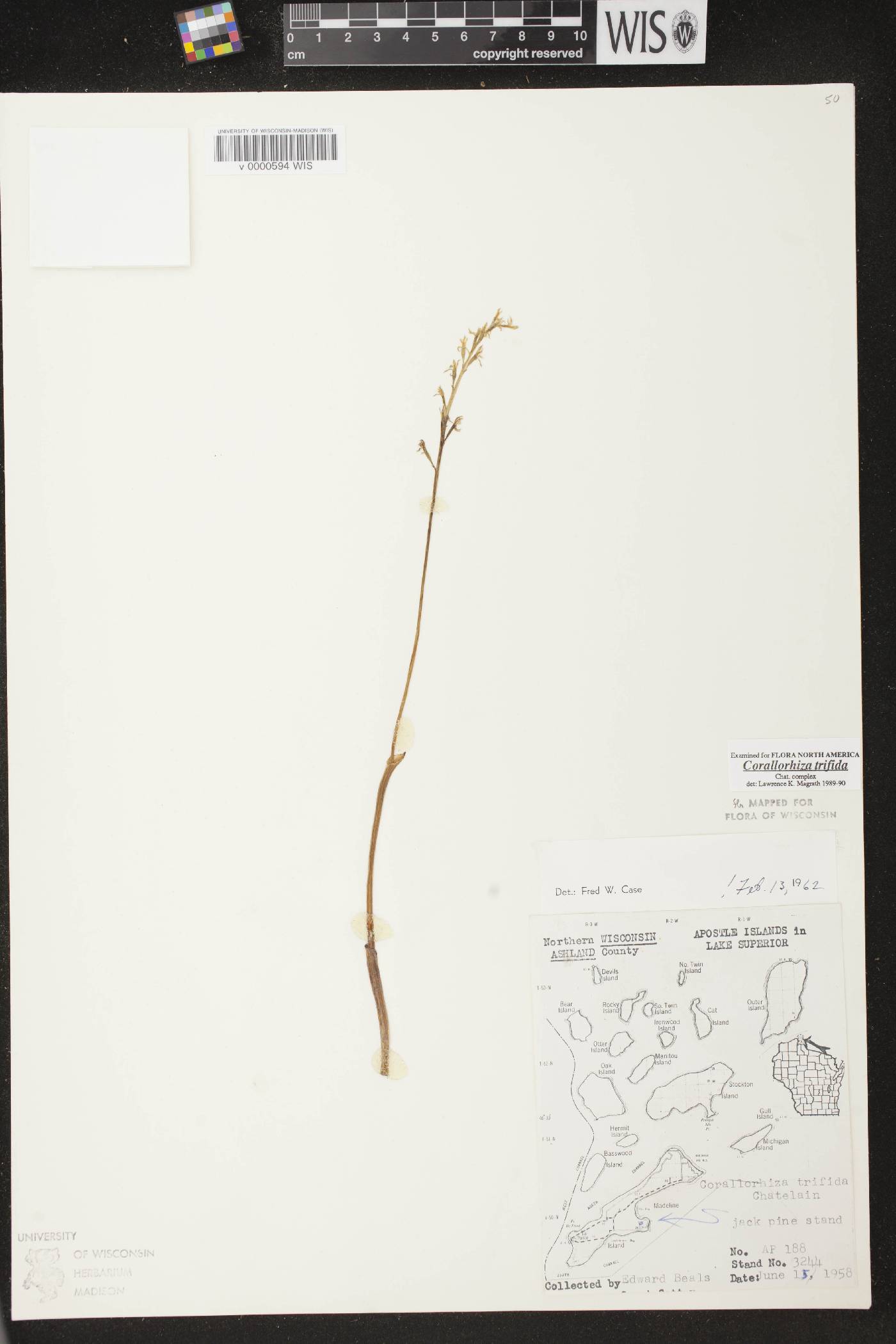 Corallorhiza trifida image