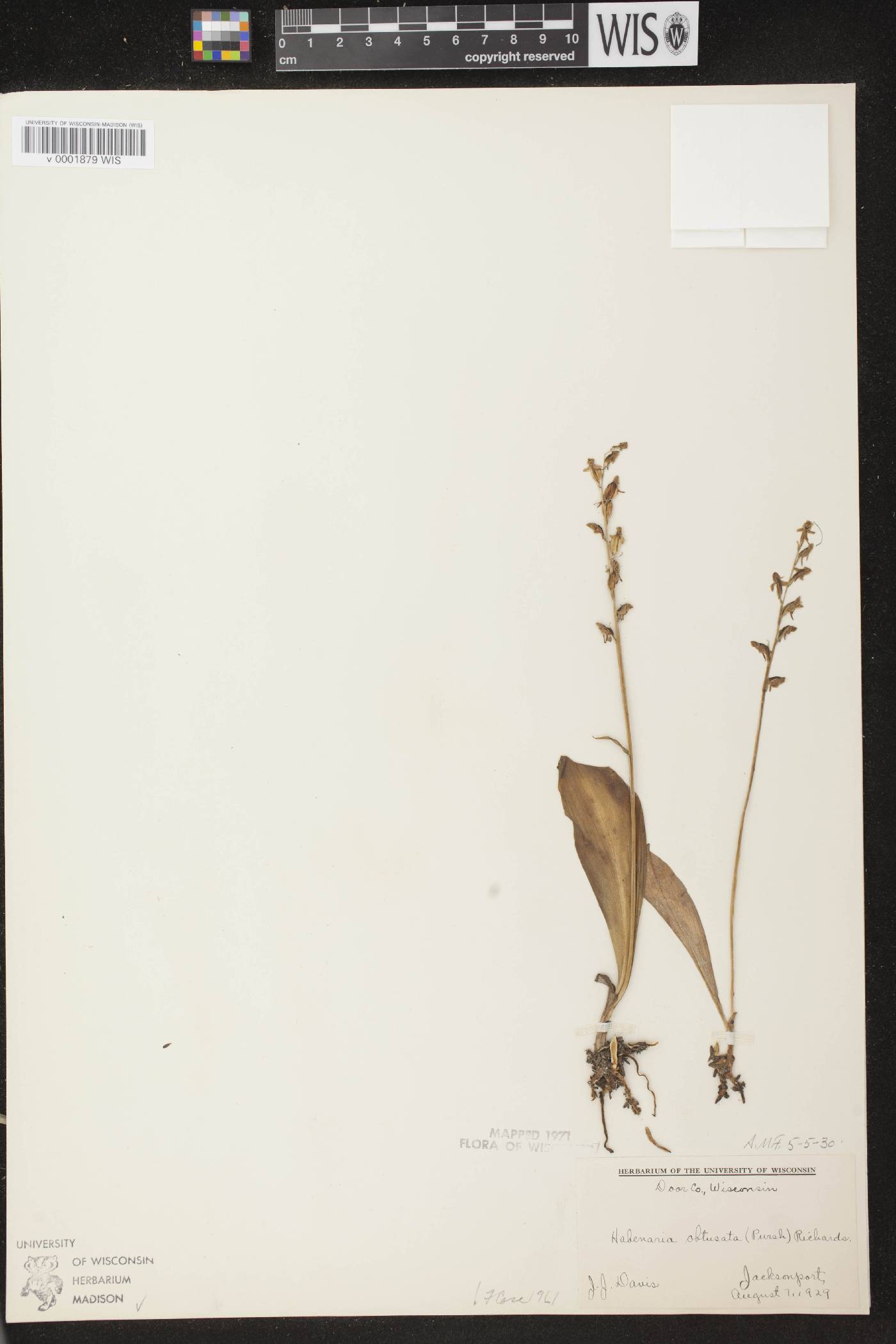 Platanthera obtusata image