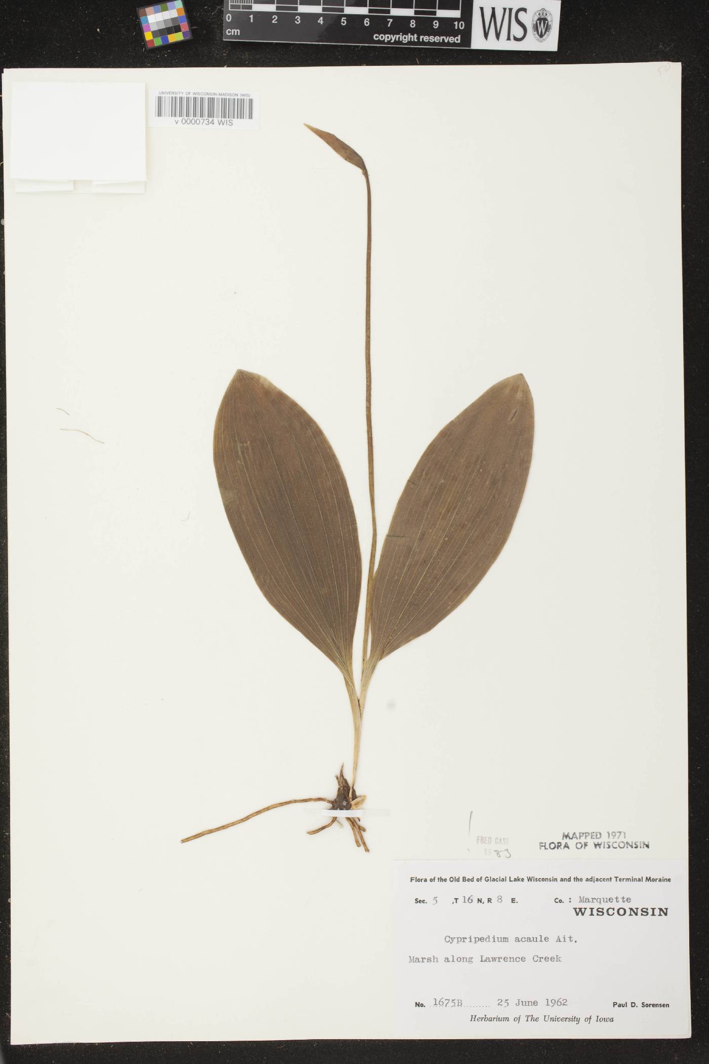 Cypripedium acaule image