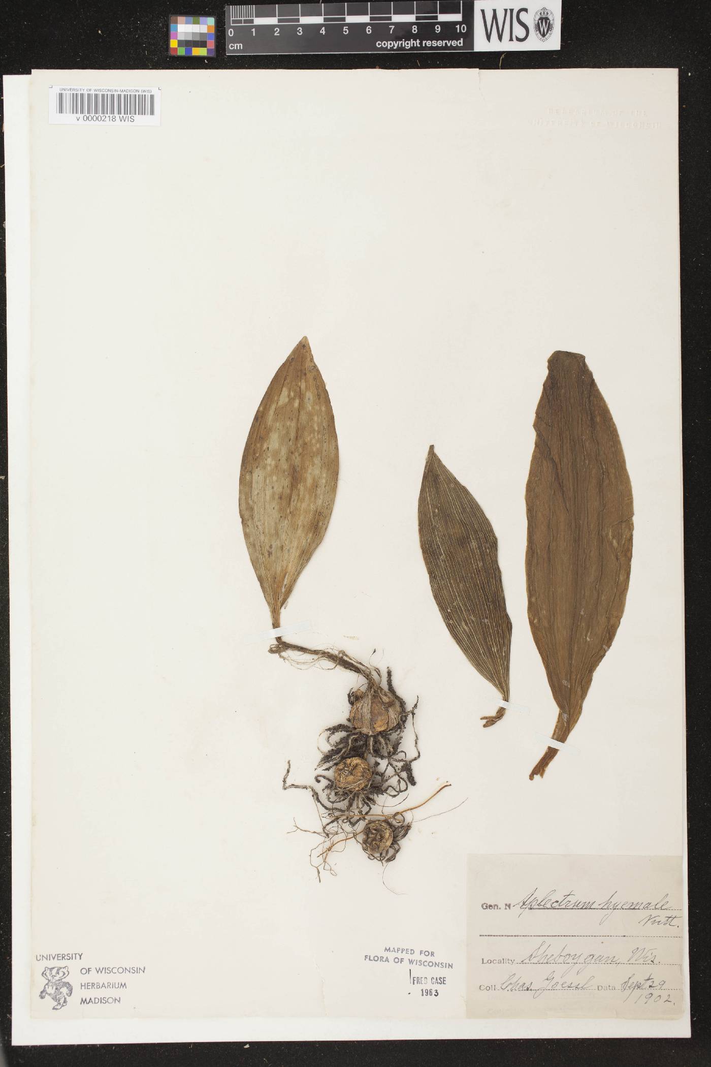 Aplectrum hyemale image