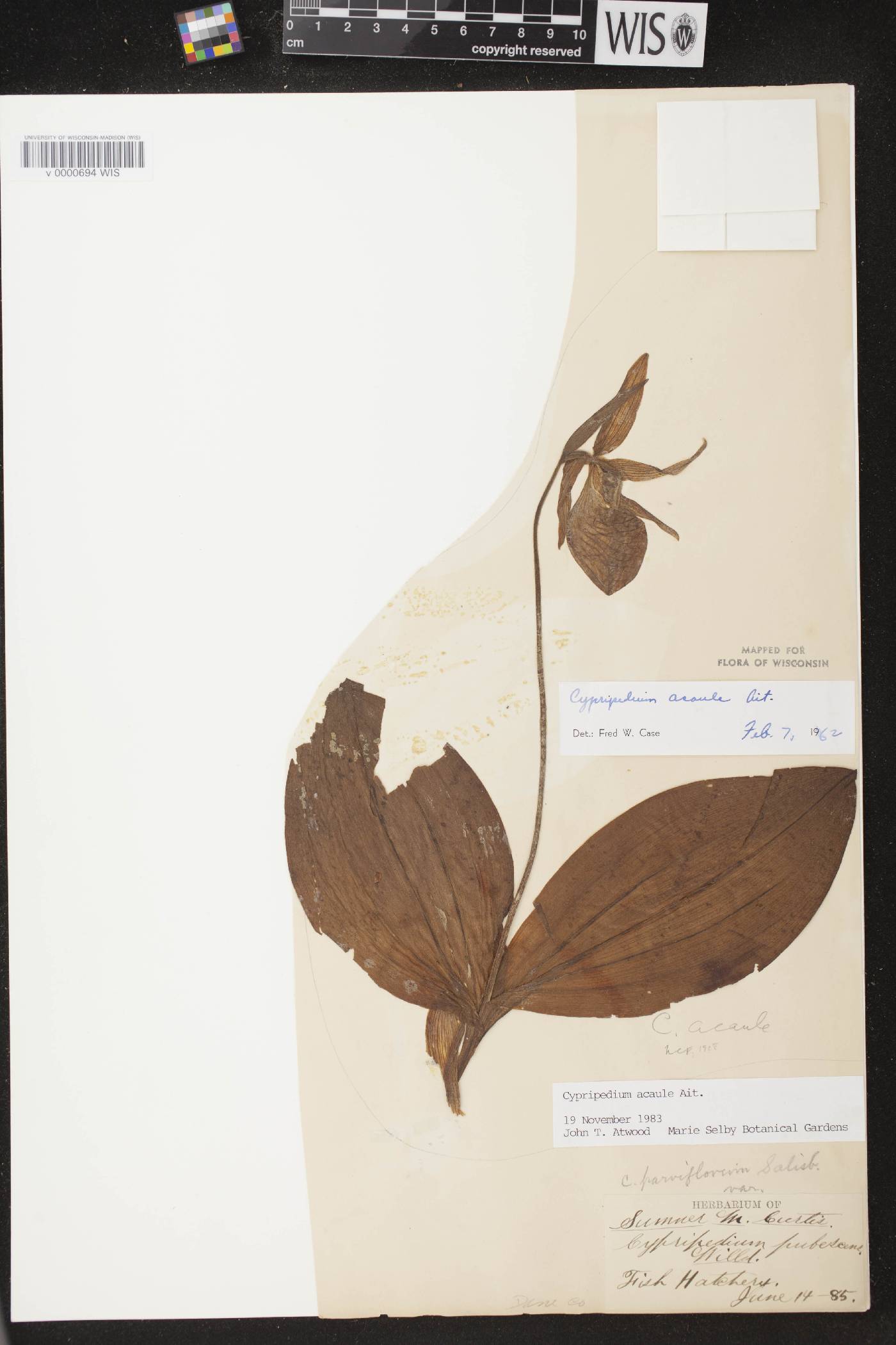 Cypripedium acaule image