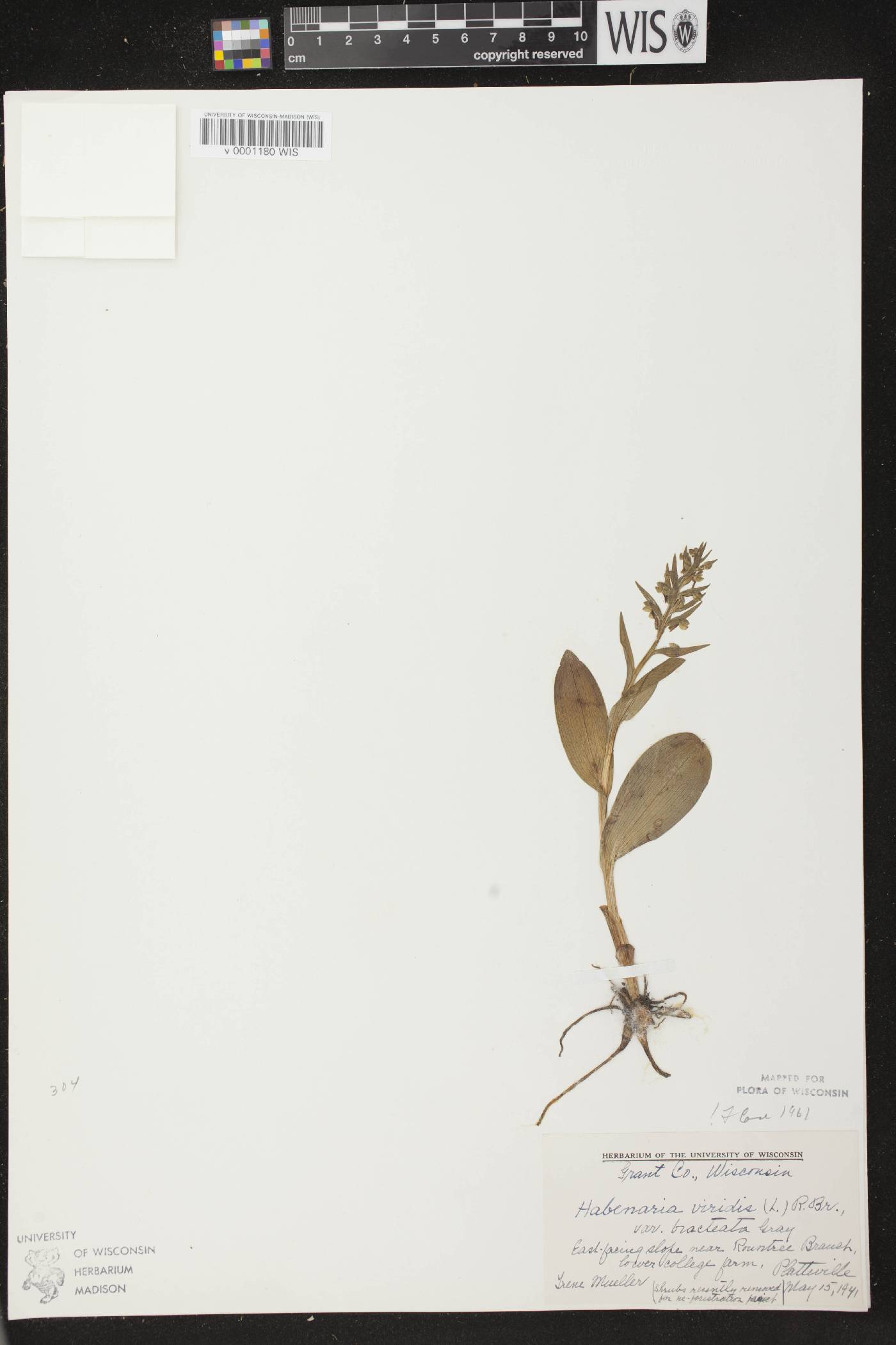 Coeloglossum viride var. virescens image