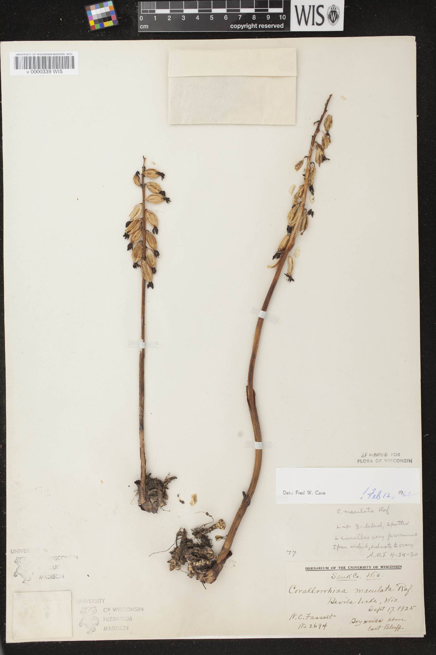 Corallorhiza maculata image