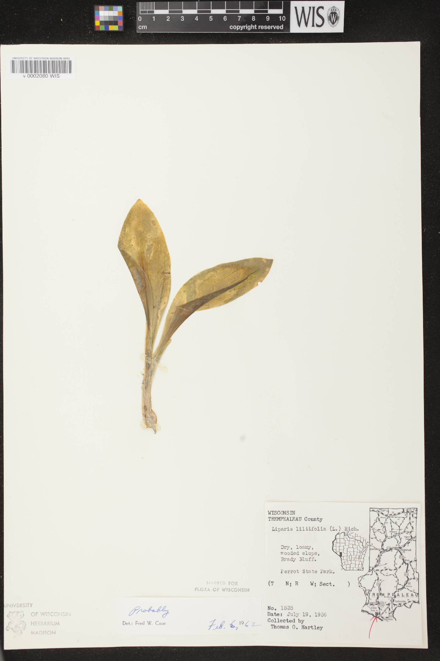 Liparis liliifolia image