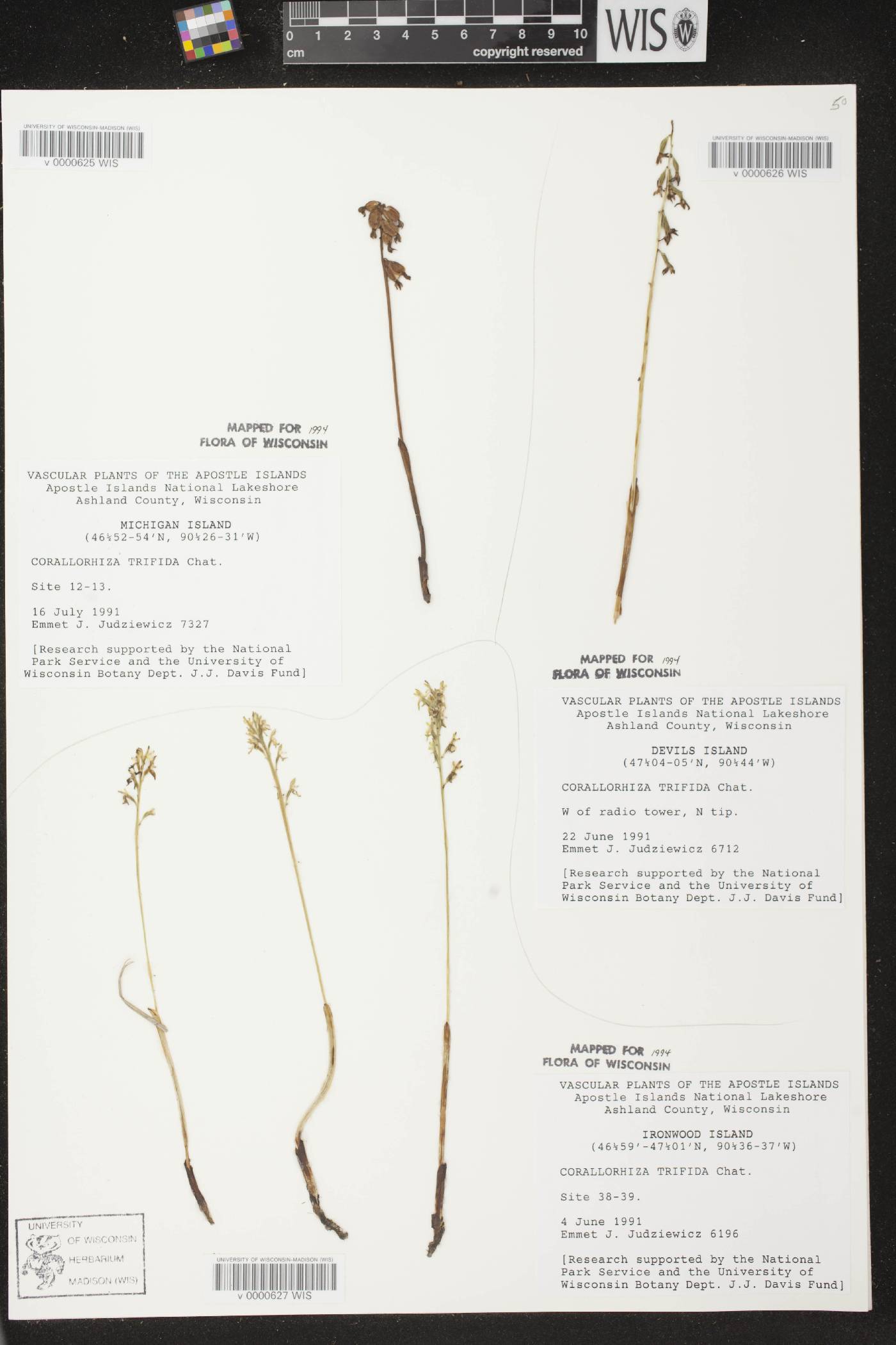 Corallorhiza trifida image