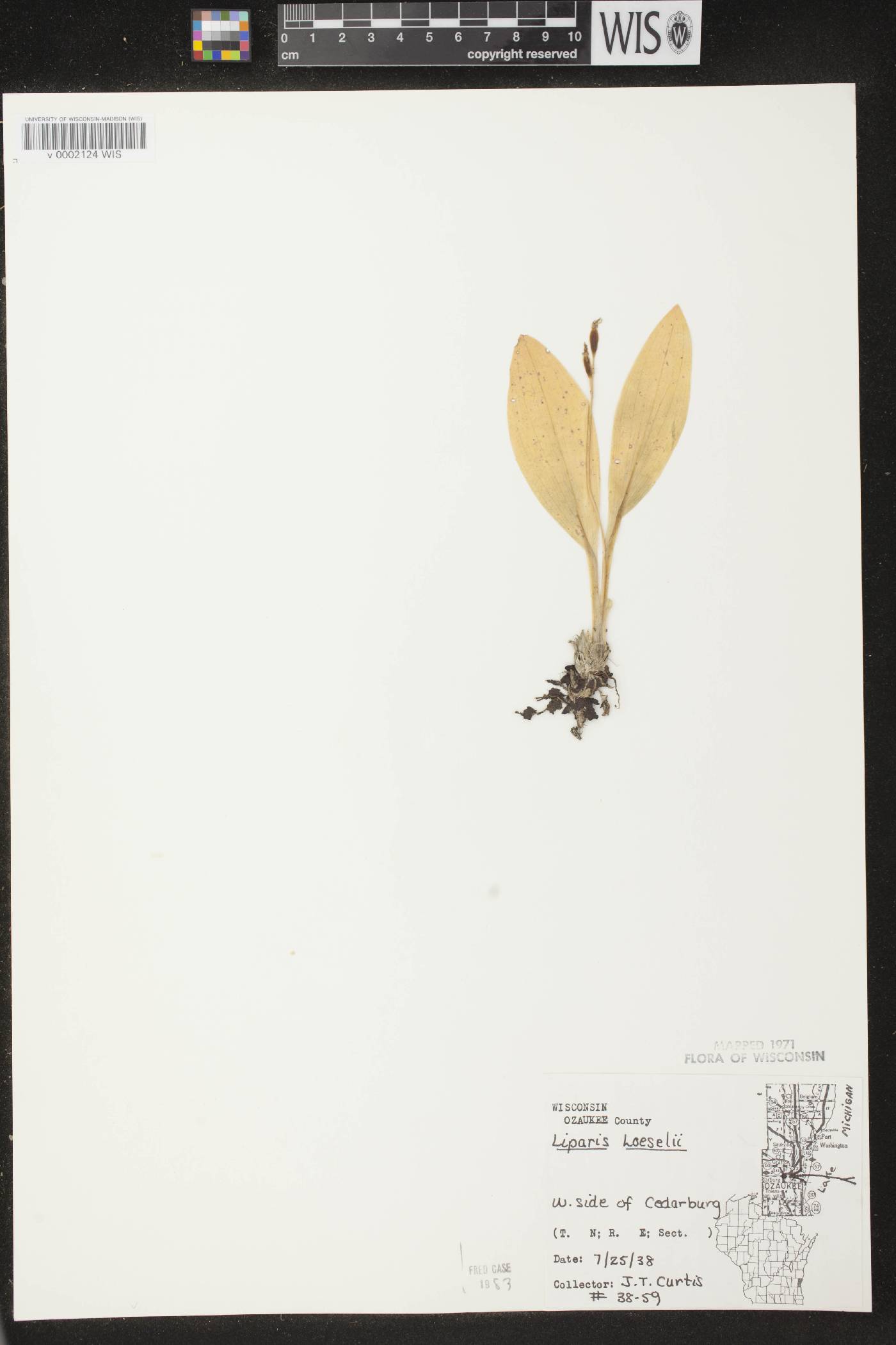 Liparis loeselii image
