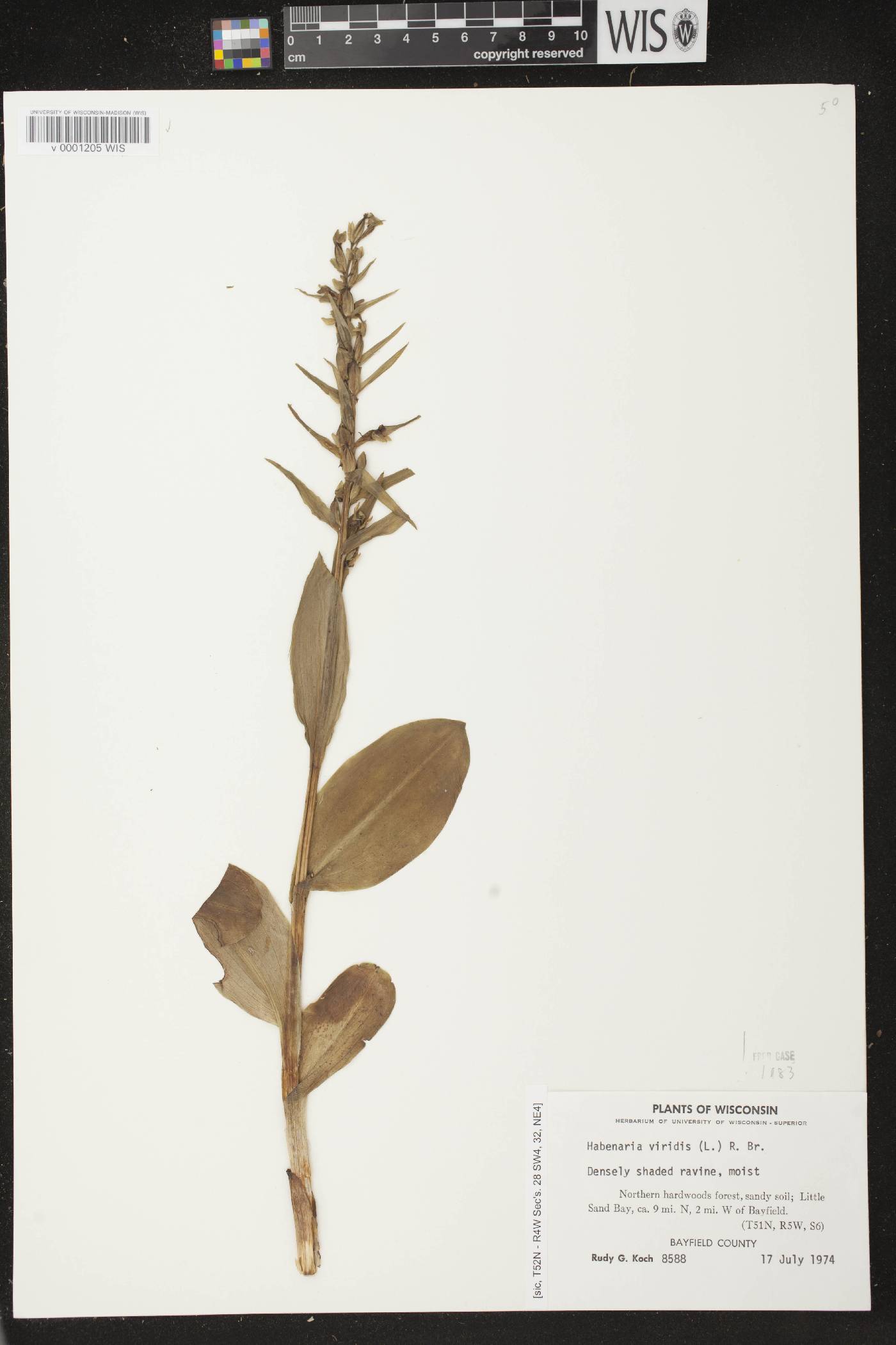 Coeloglossum viride var. virescens image