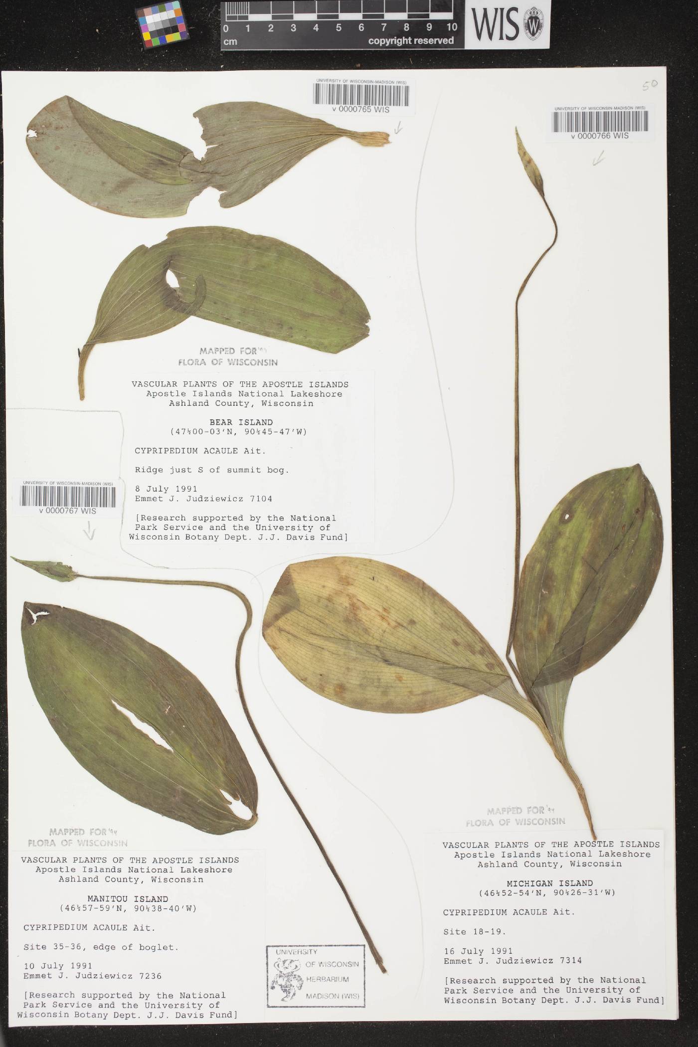 Cypripedium acaule image