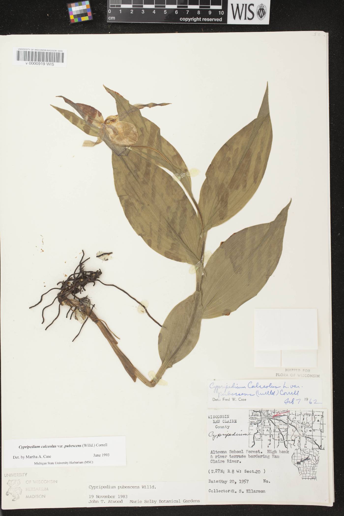 Cypripedium parviflorum var. pubescens image