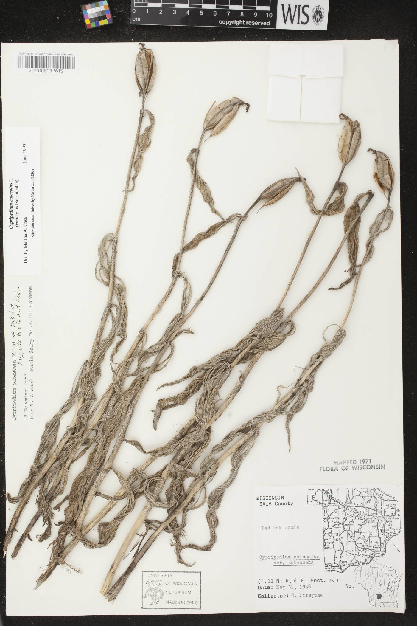 Cypripedium parviflorum image