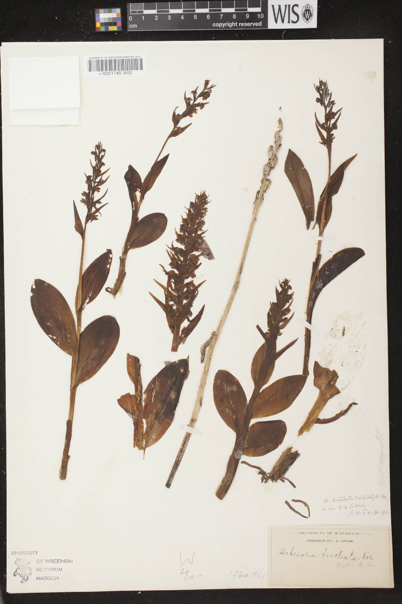 Coeloglossum viride var. virescens image