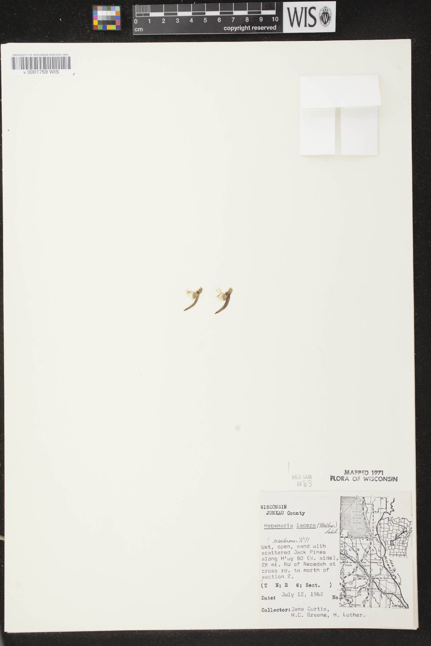 Platanthera lacera image