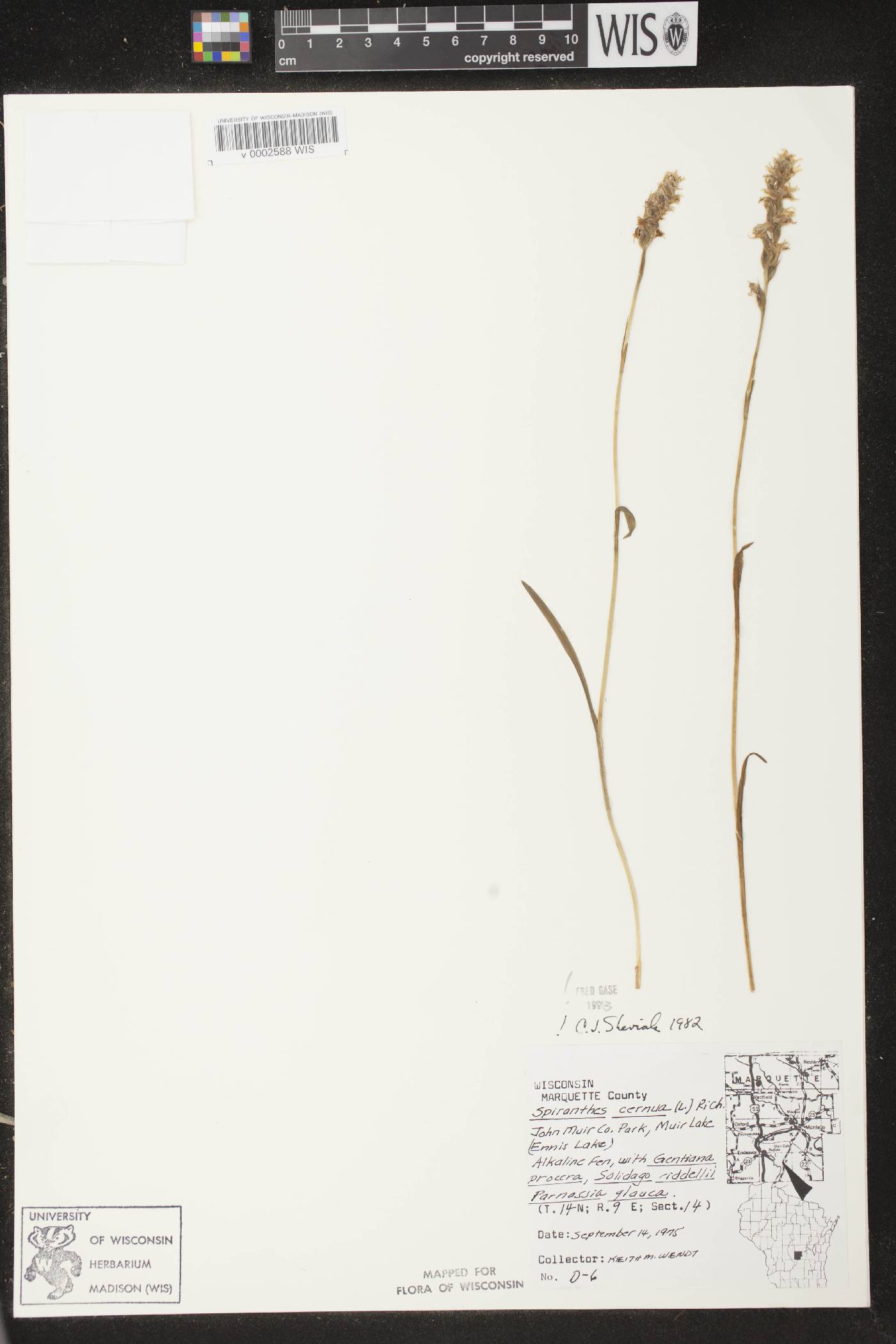 Spiranthes cernua image