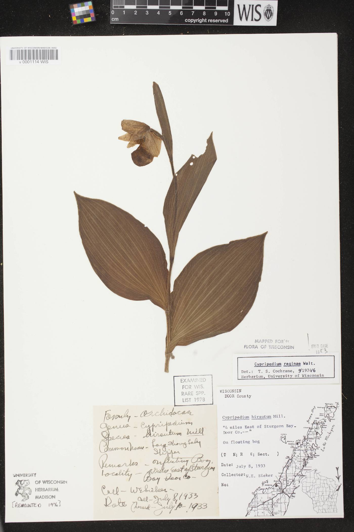 Cypripedium reginae image