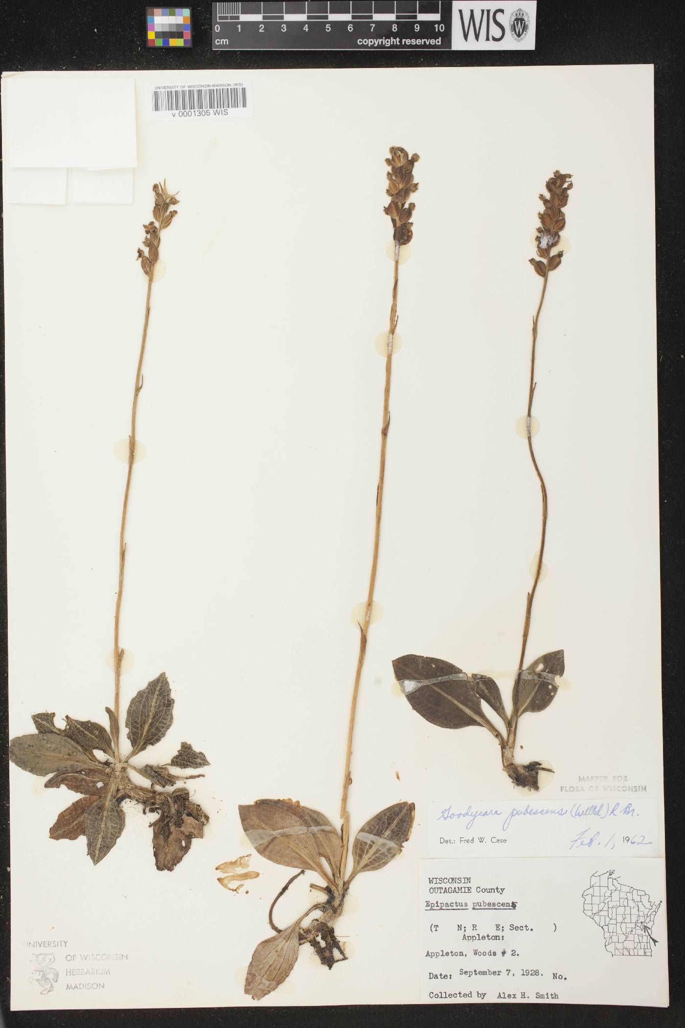 Goodyera pubescens image