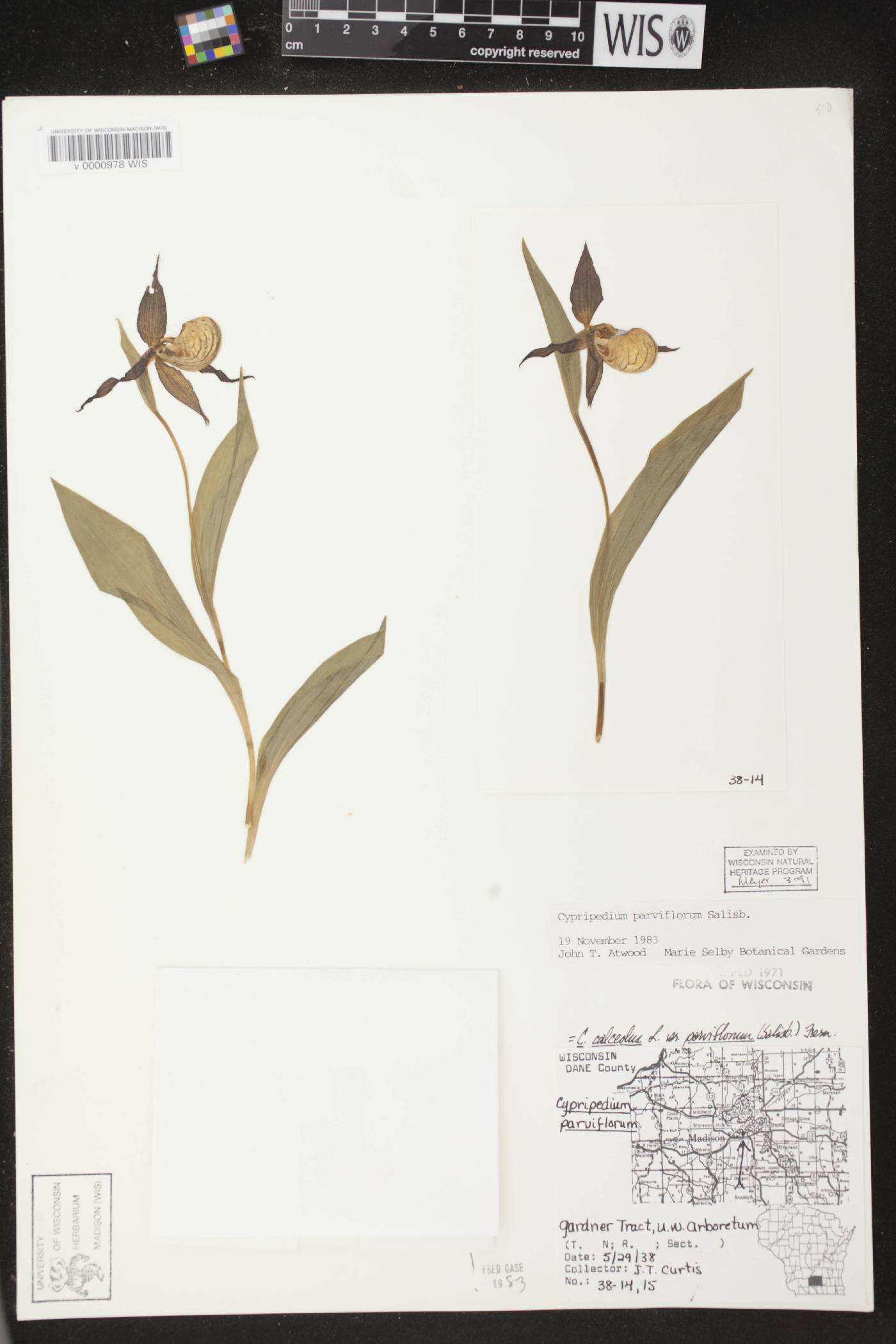Cypripedium parviflorum var. makasin image