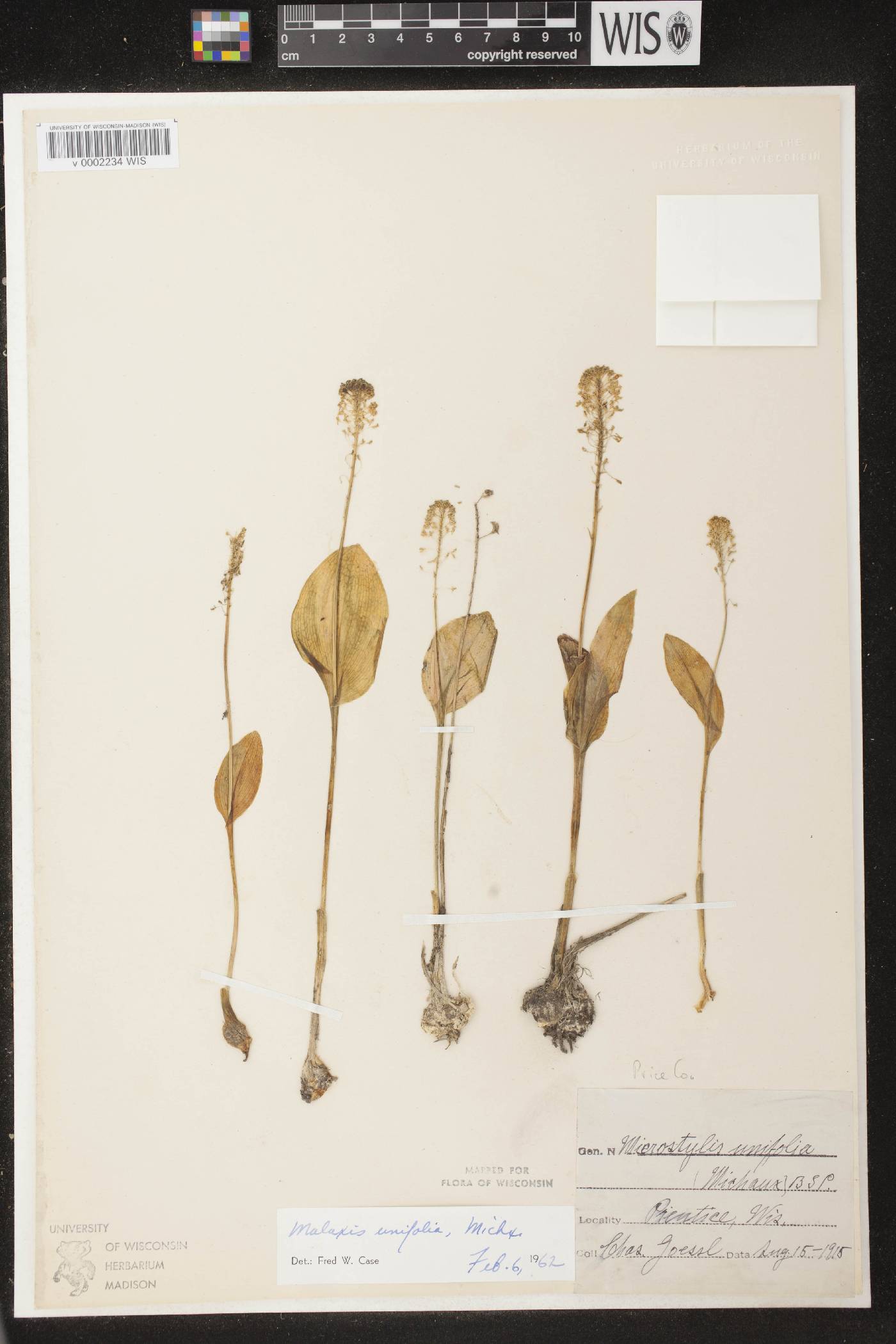 Malaxis unifolia image