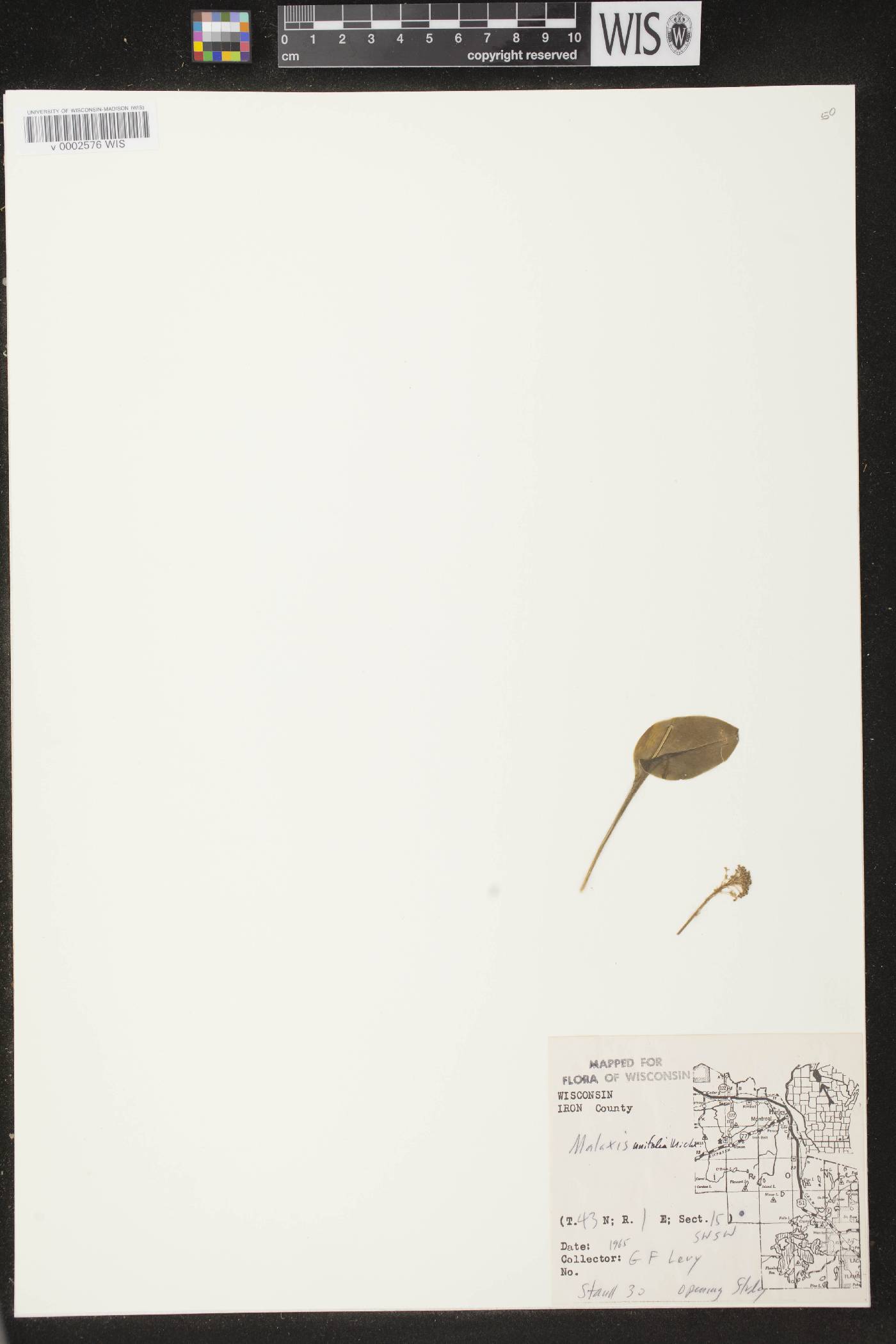 Malaxis unifolia image