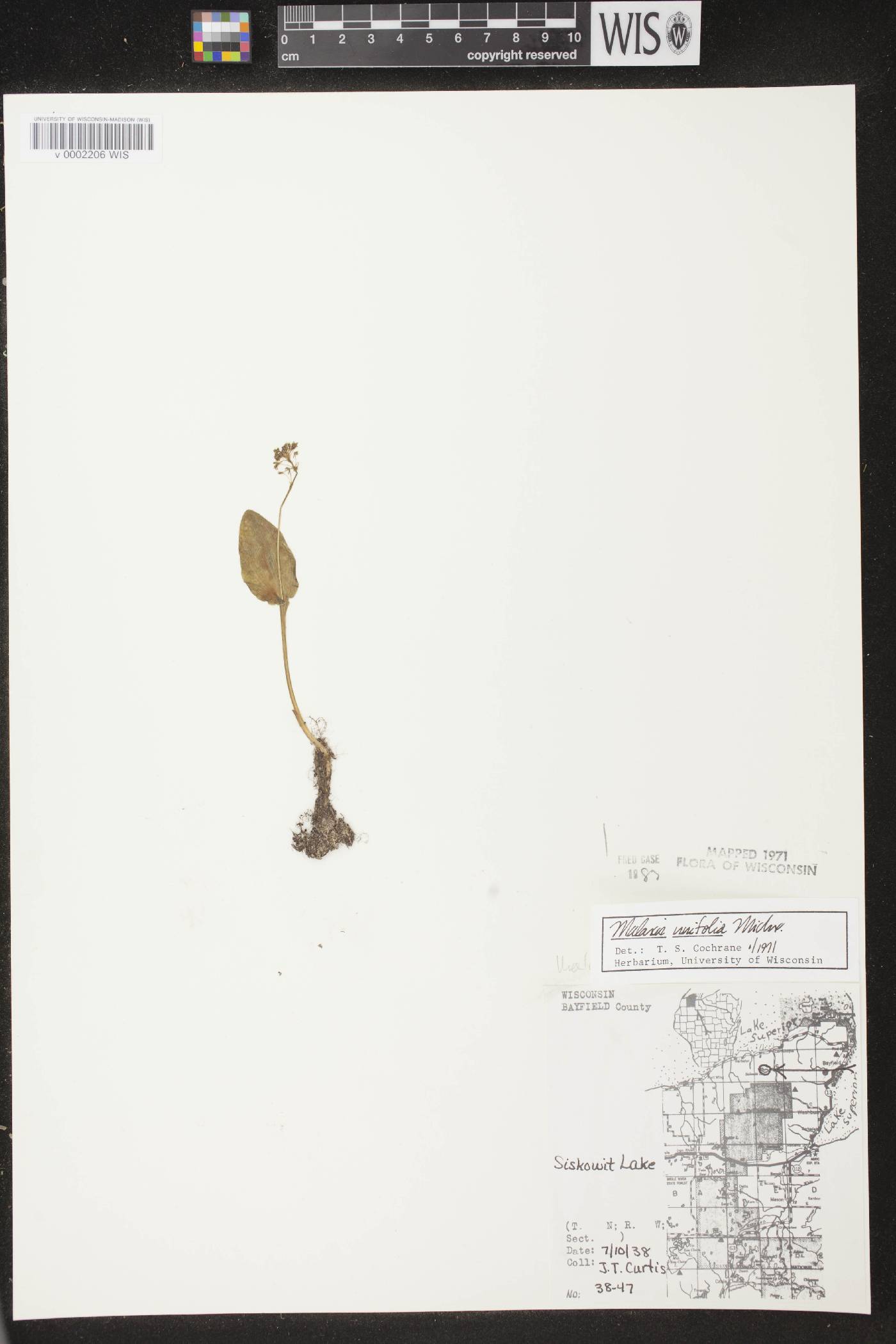 Malaxis unifolia image