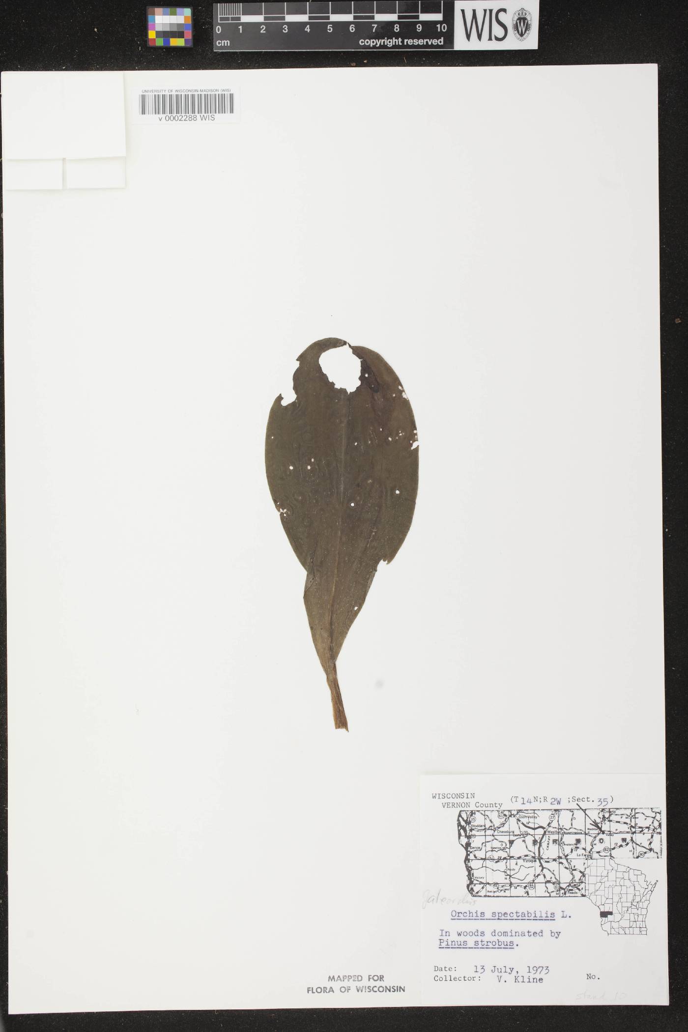 Galearis spectabilis image