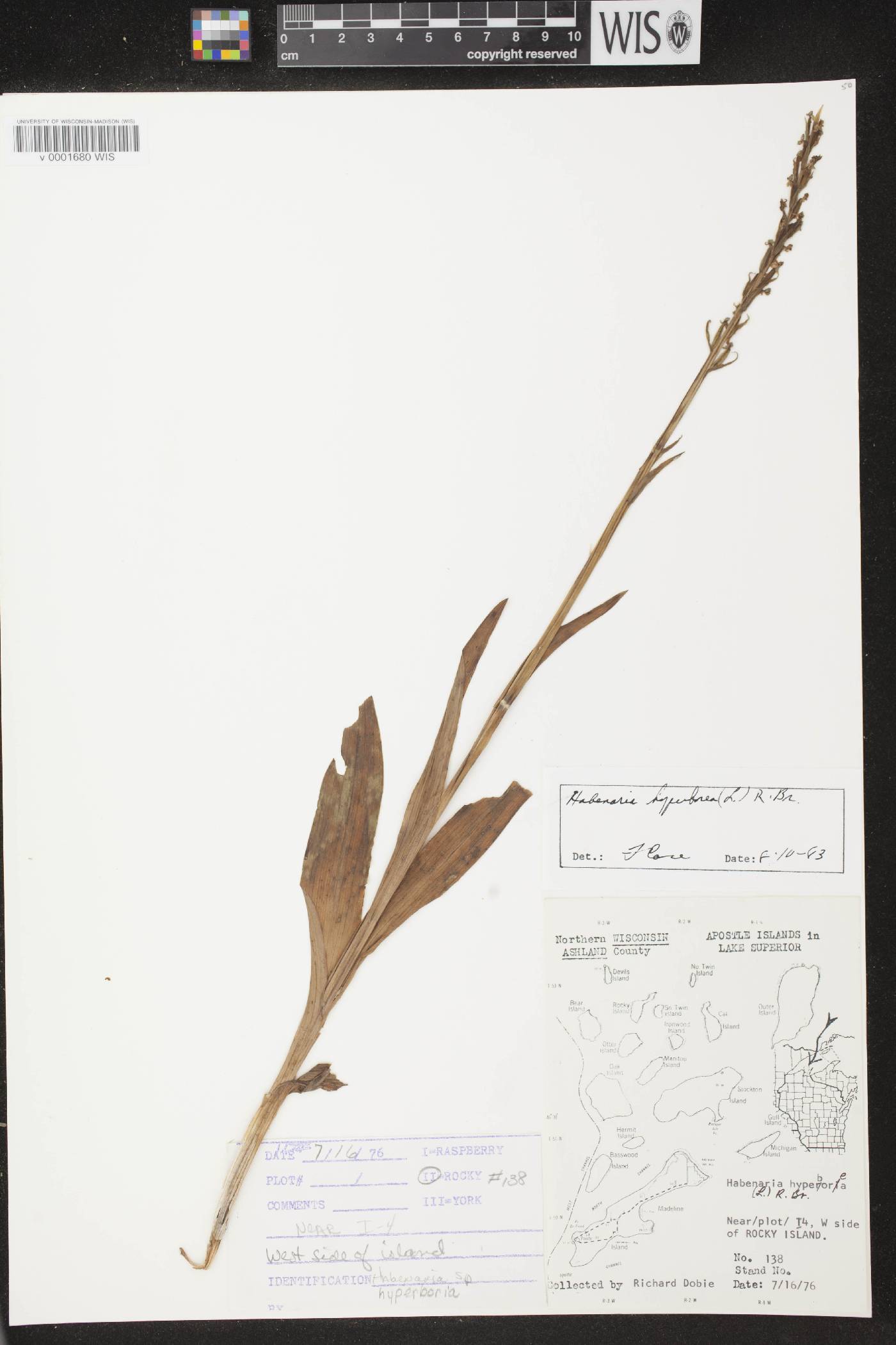 Platanthera huronensis image