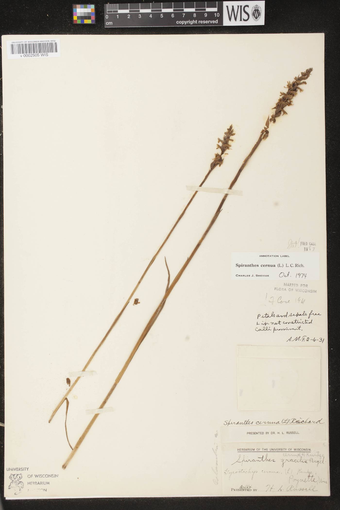 Spiranthes cernua image