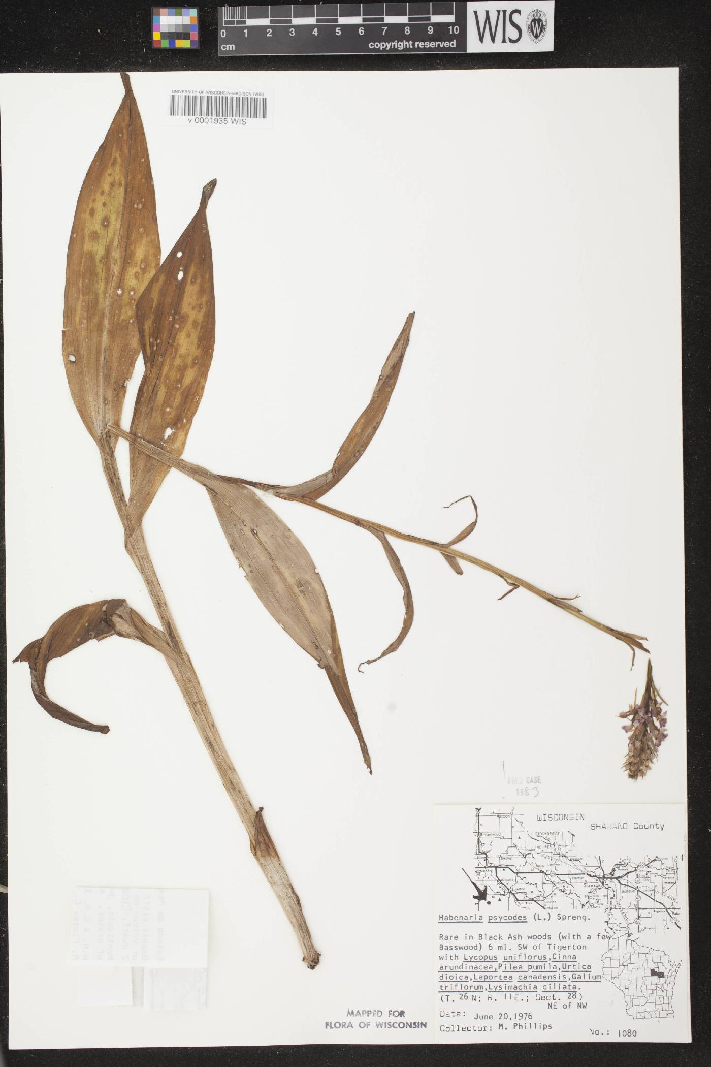 Platanthera psycodes image