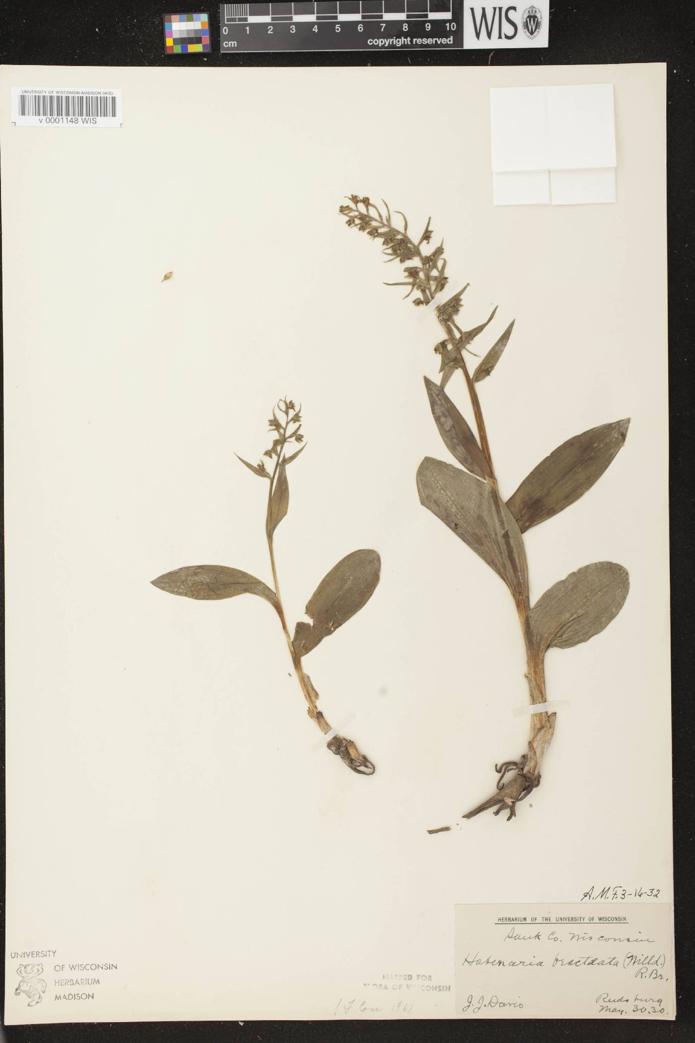 Coeloglossum viride var. virescens image